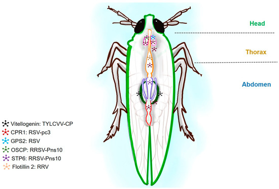 Deciphering the Role of Virus Receptors in Plant–Virus