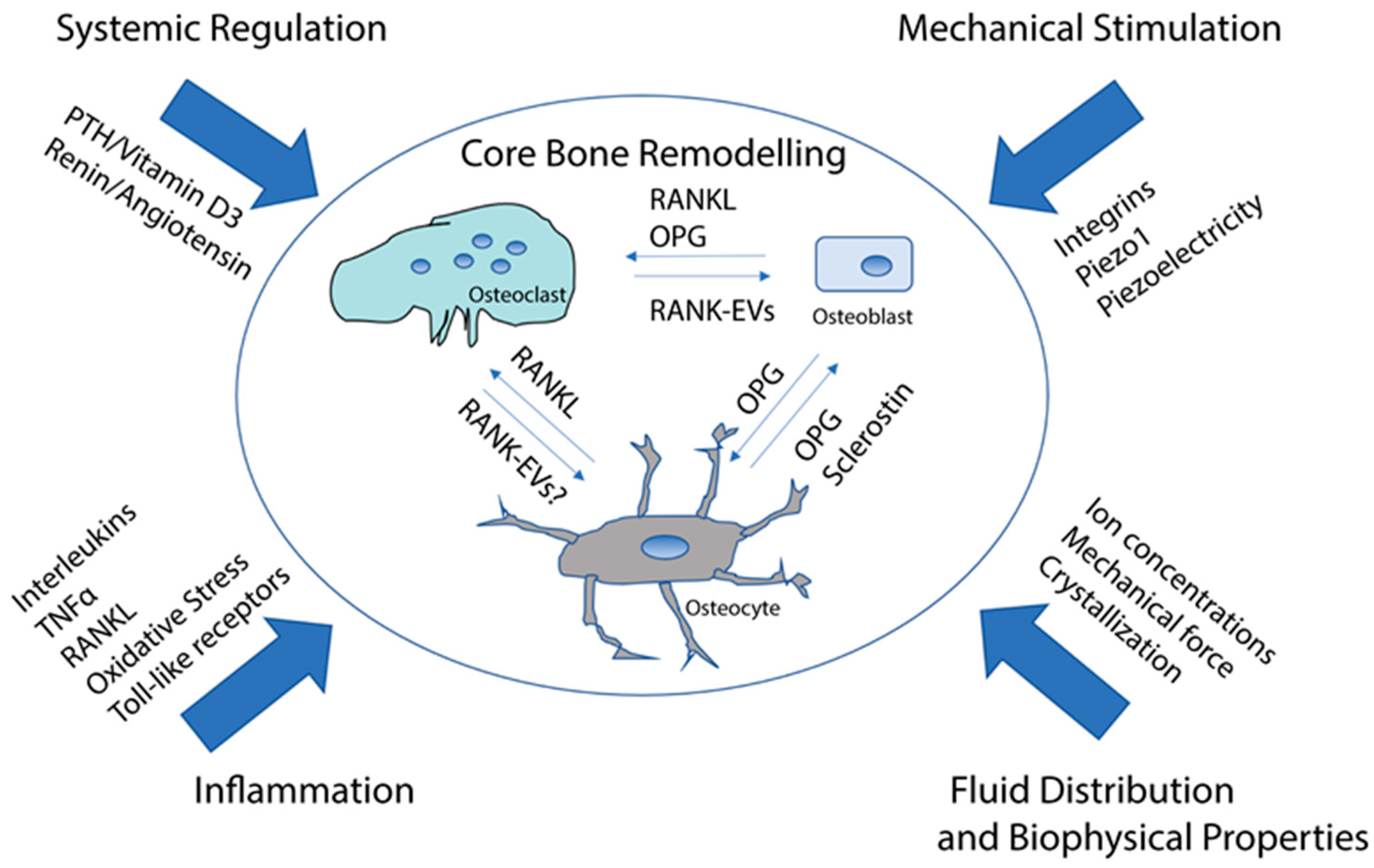 Receptors 03 00014 g001