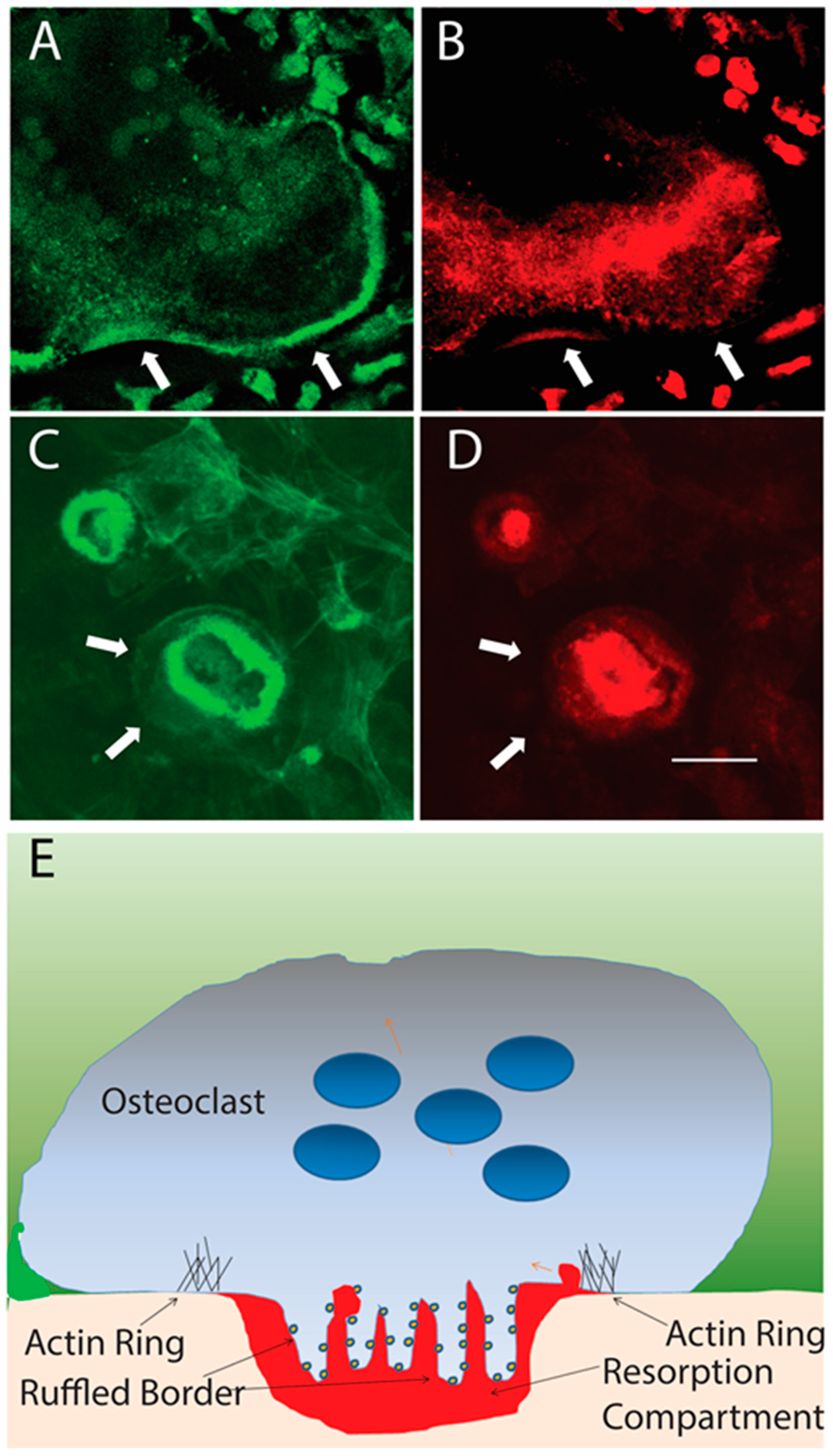 Receptors 03 00014 g002