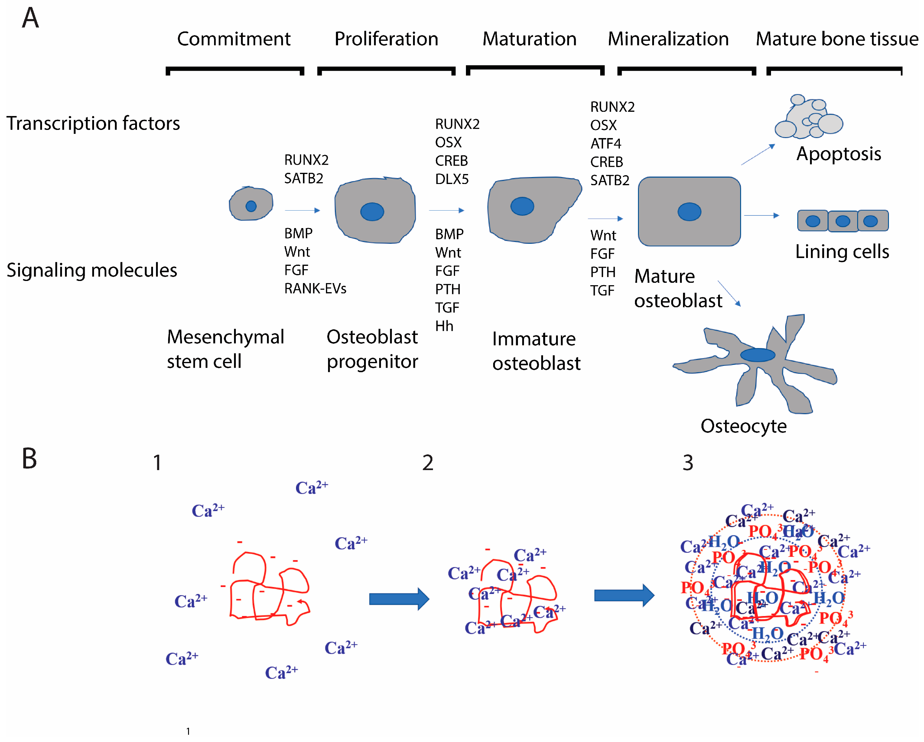 Receptors 03 00014 g003