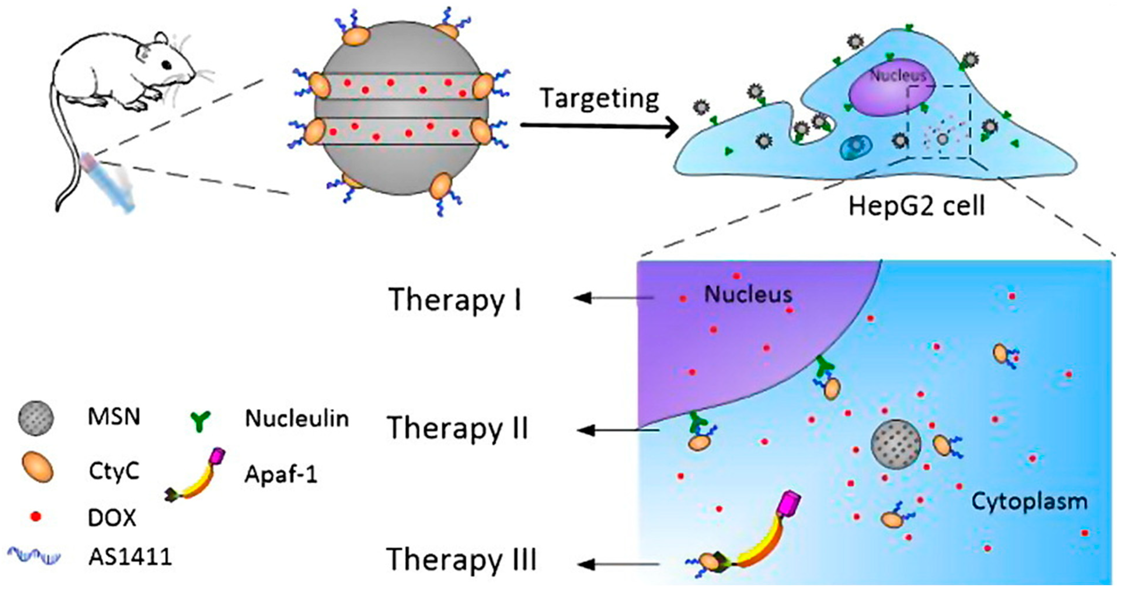 Receptors 03 00016 g005 Receptors 03 00016 g005