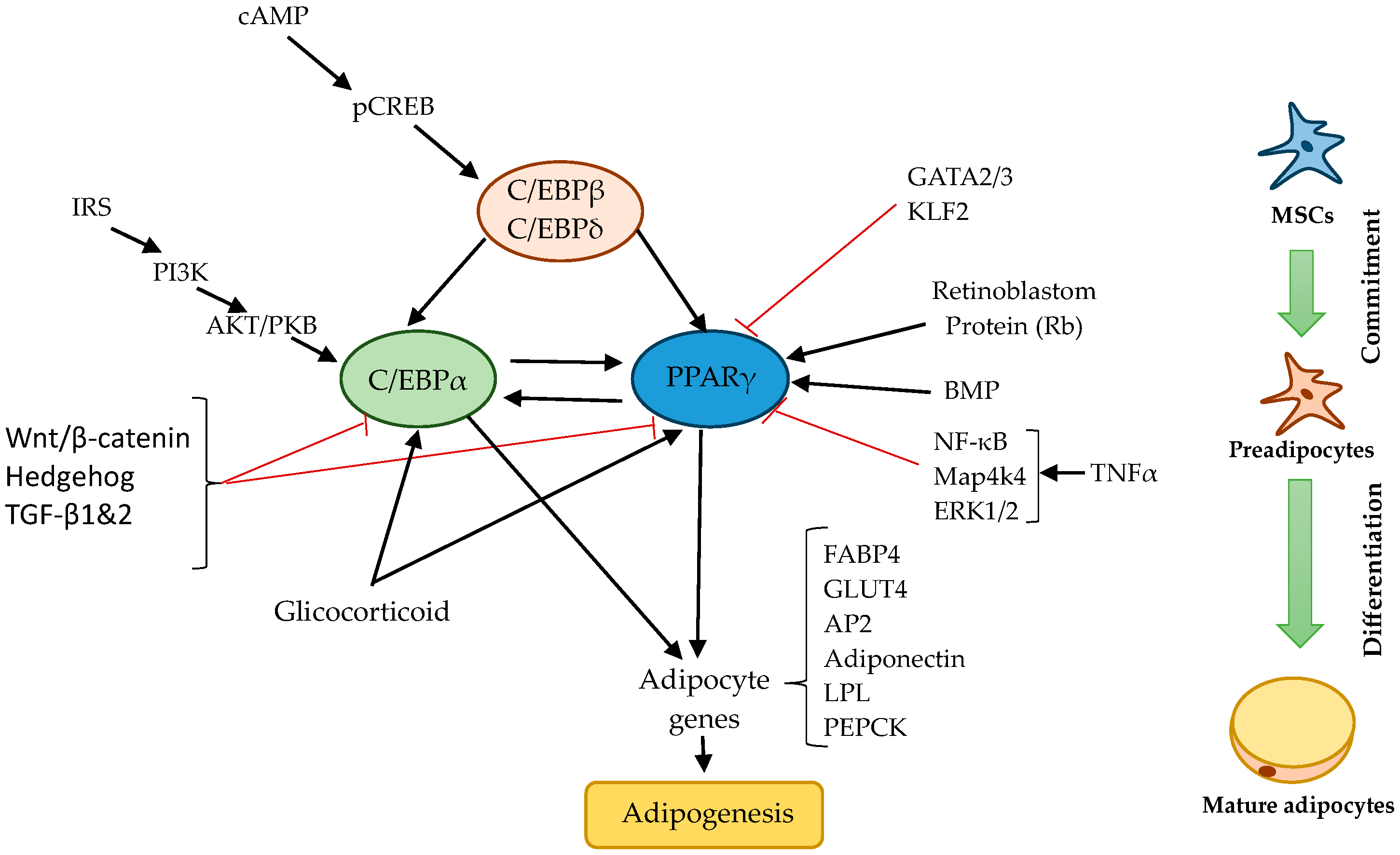 Receptors 03 00017 g005