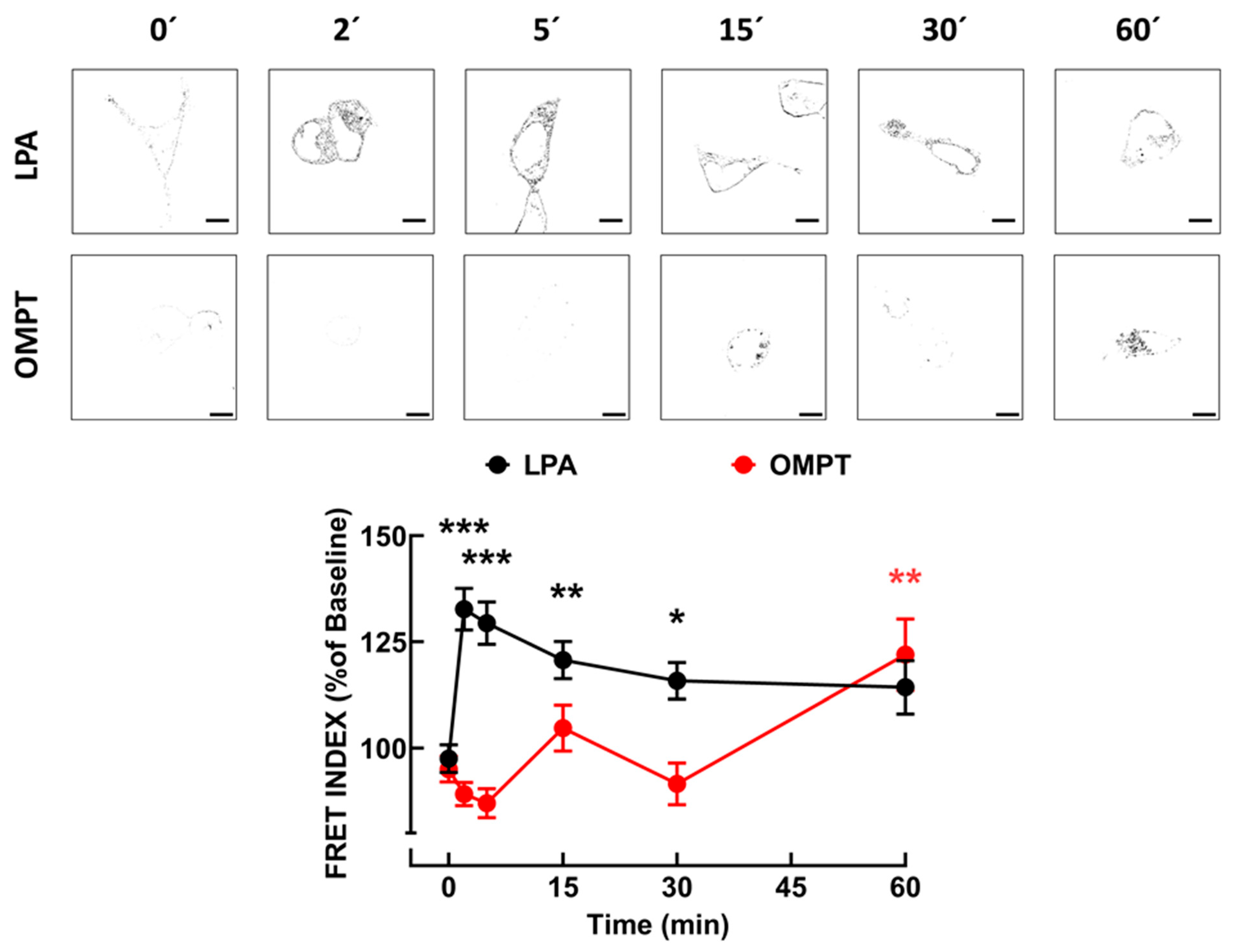 Receptors 03 00029 g004
