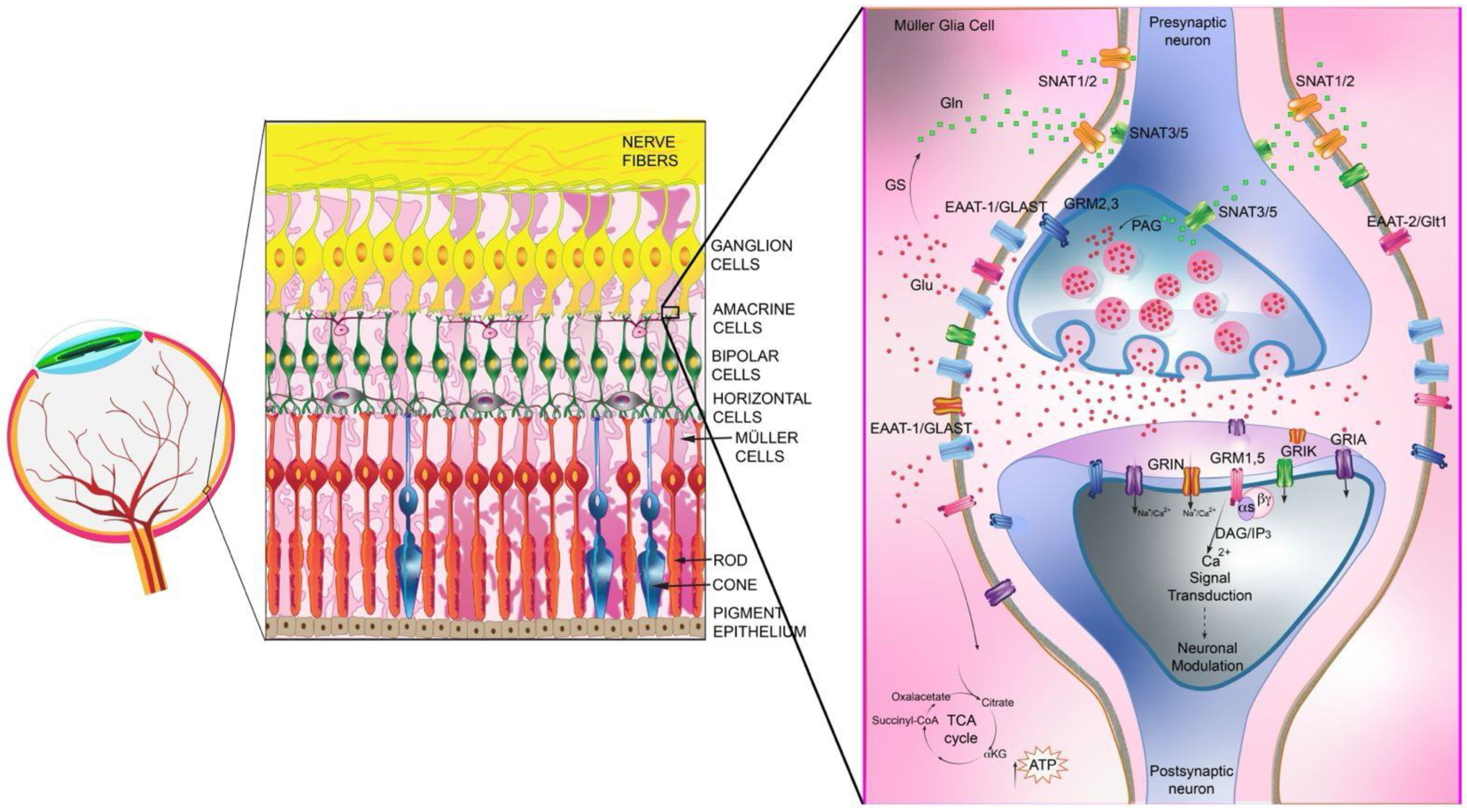 Receptors 04 00004 g001