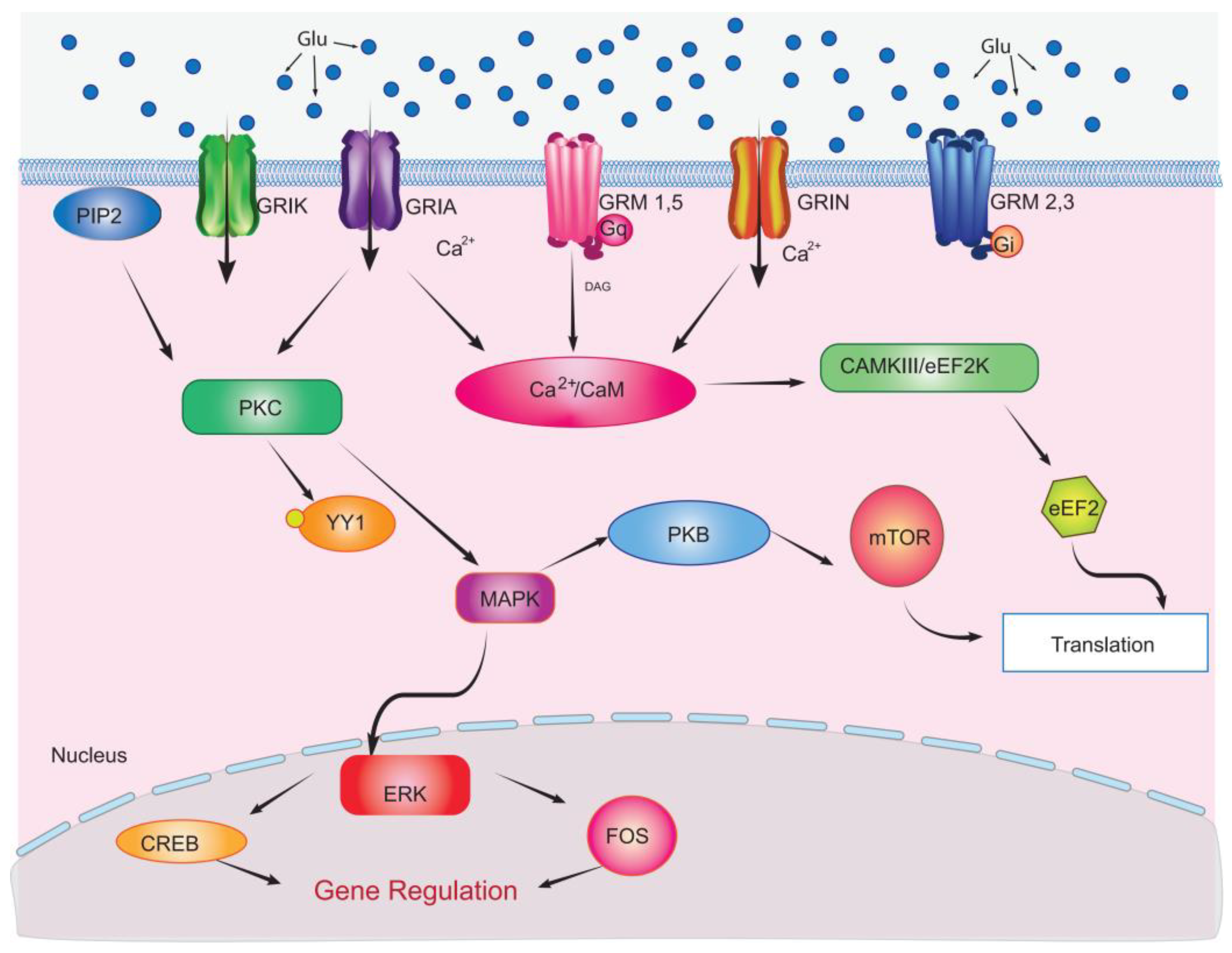 Receptors 04 00004 g003
