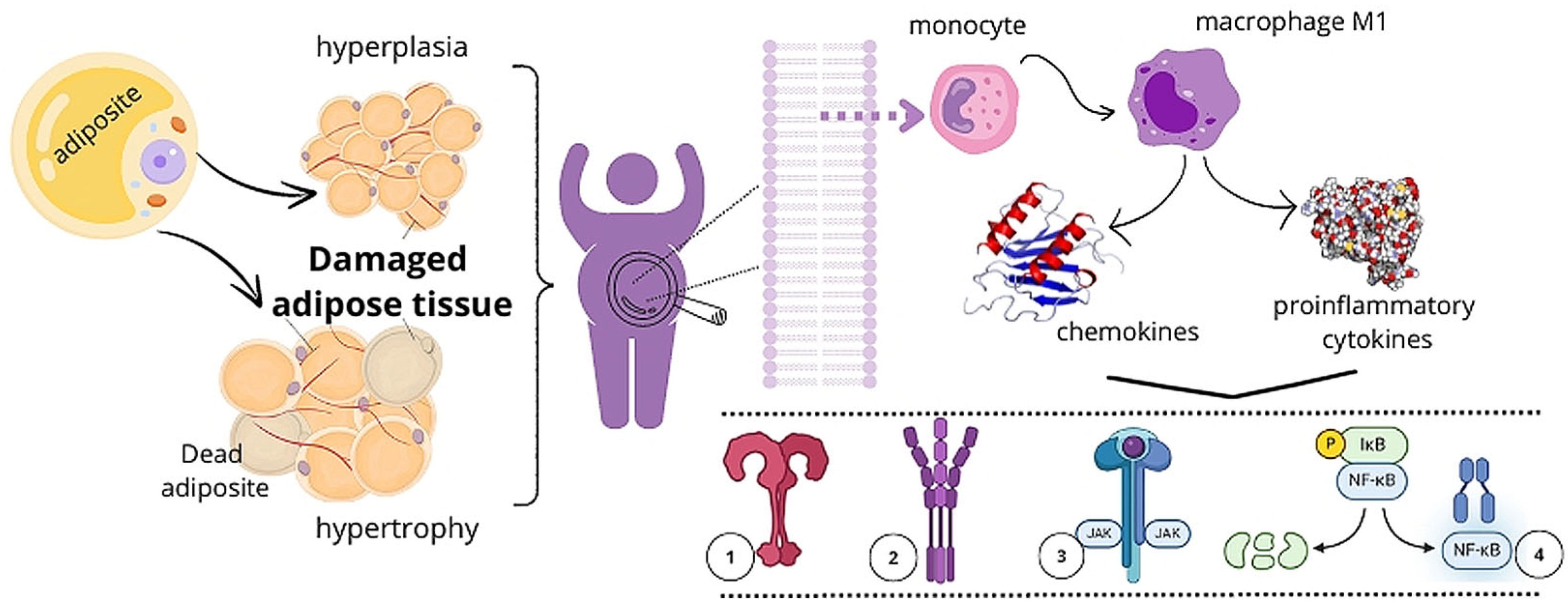 Receptors 04 00005 g001