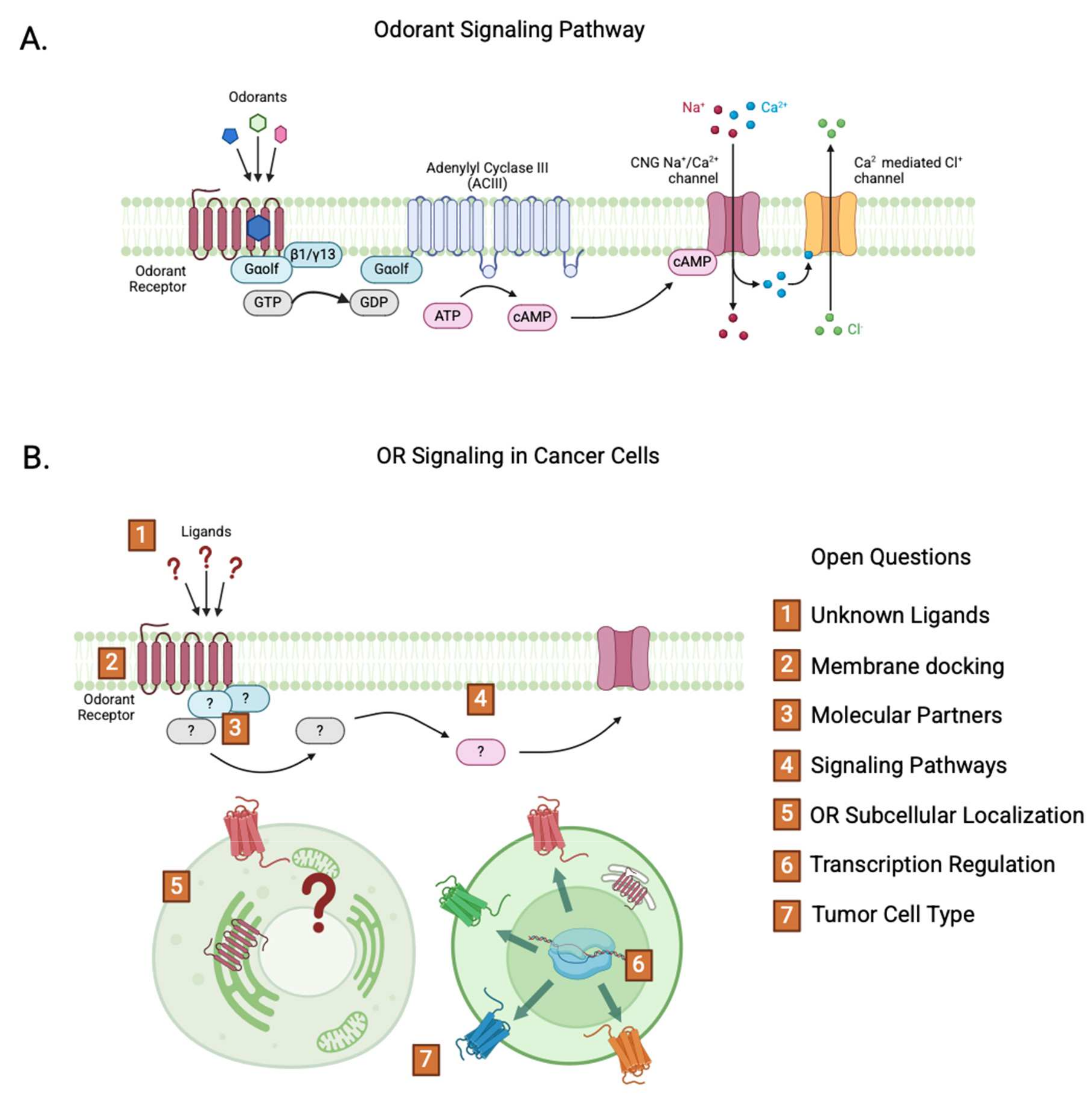 Receptors 04 00011 g001