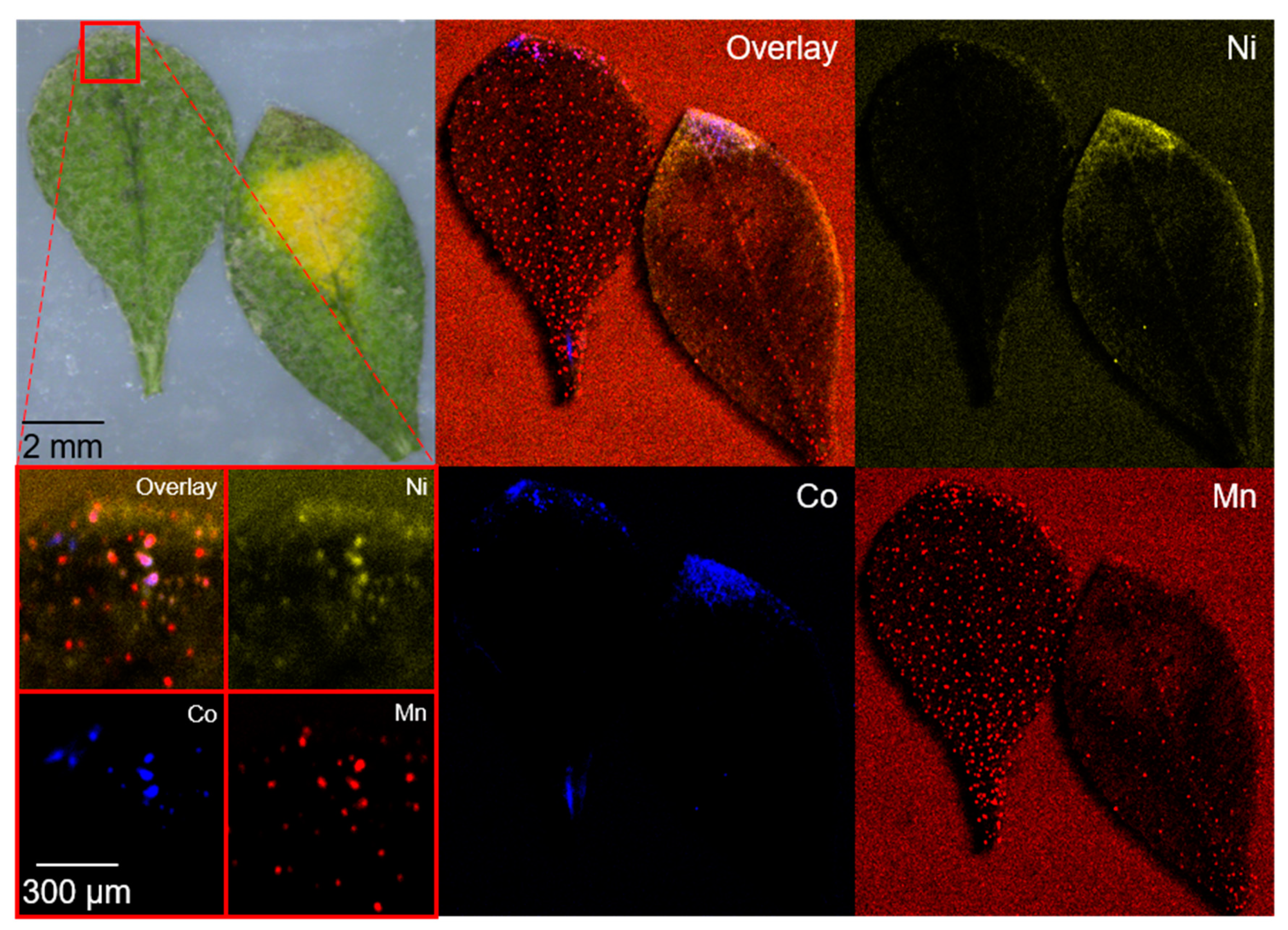 Recycling 05 00026 g003 Recycling 05 00026 g003