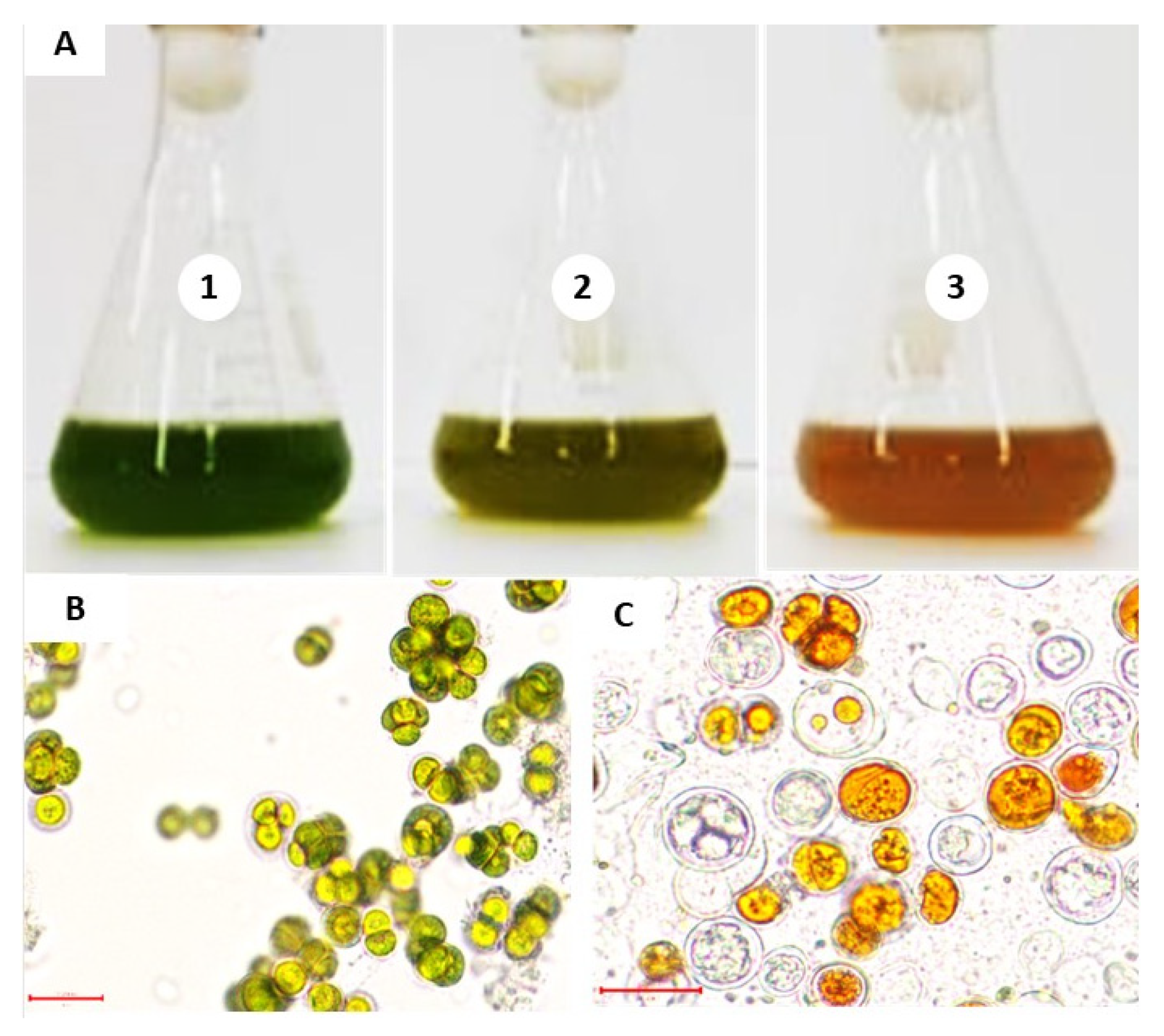 Recycling 10 00109 g001