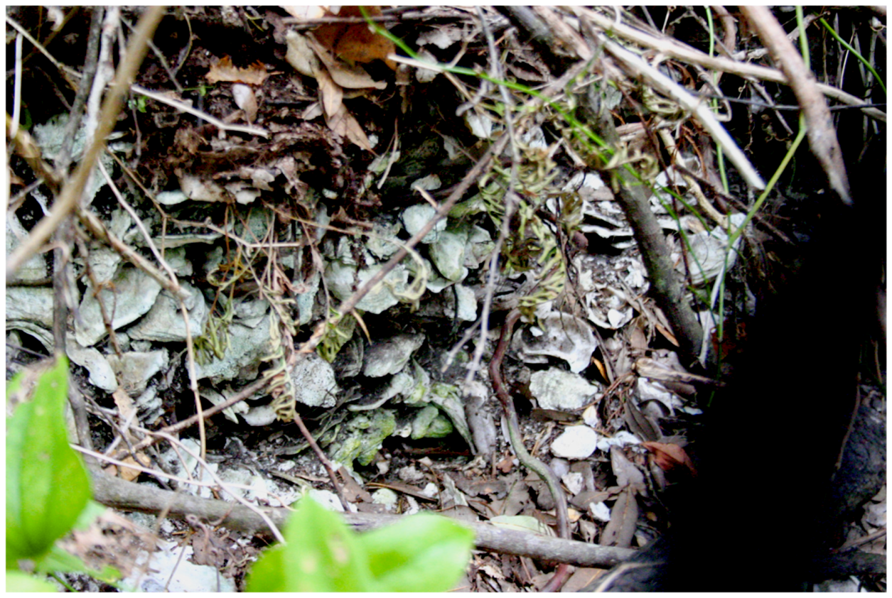 Religions 10 00510 g008 550