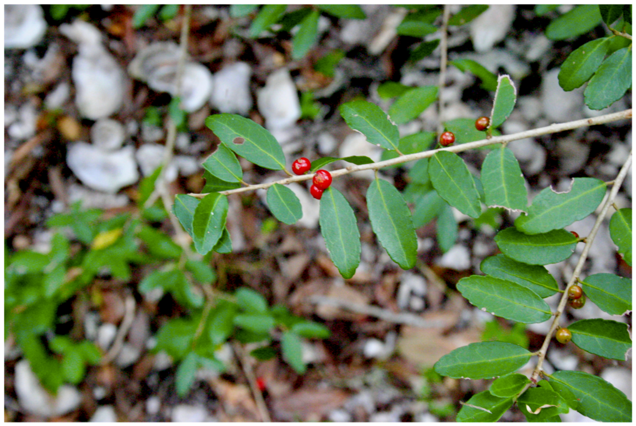 Religions 10 00510 g010 550