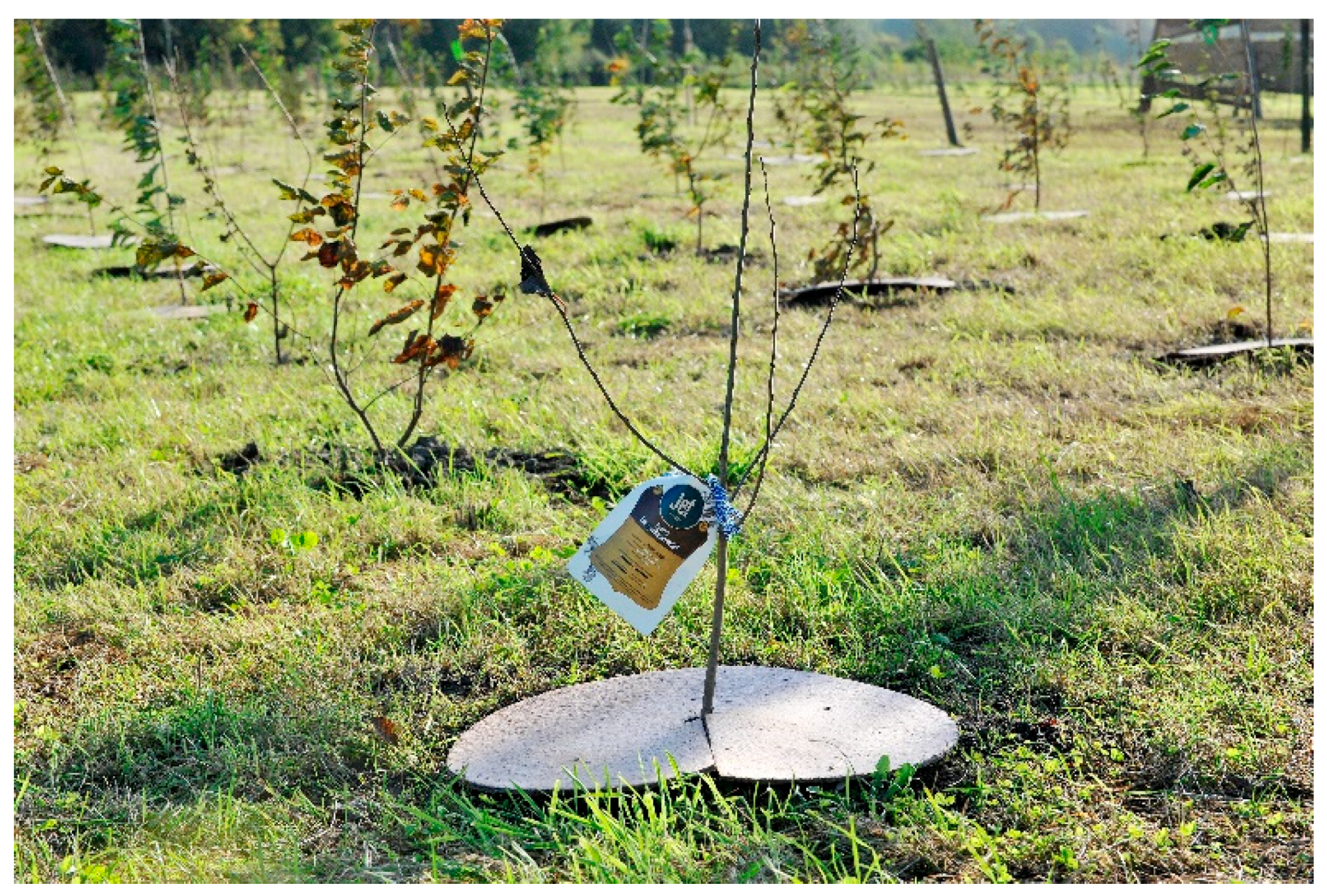 Religions 11 00407 g010 550