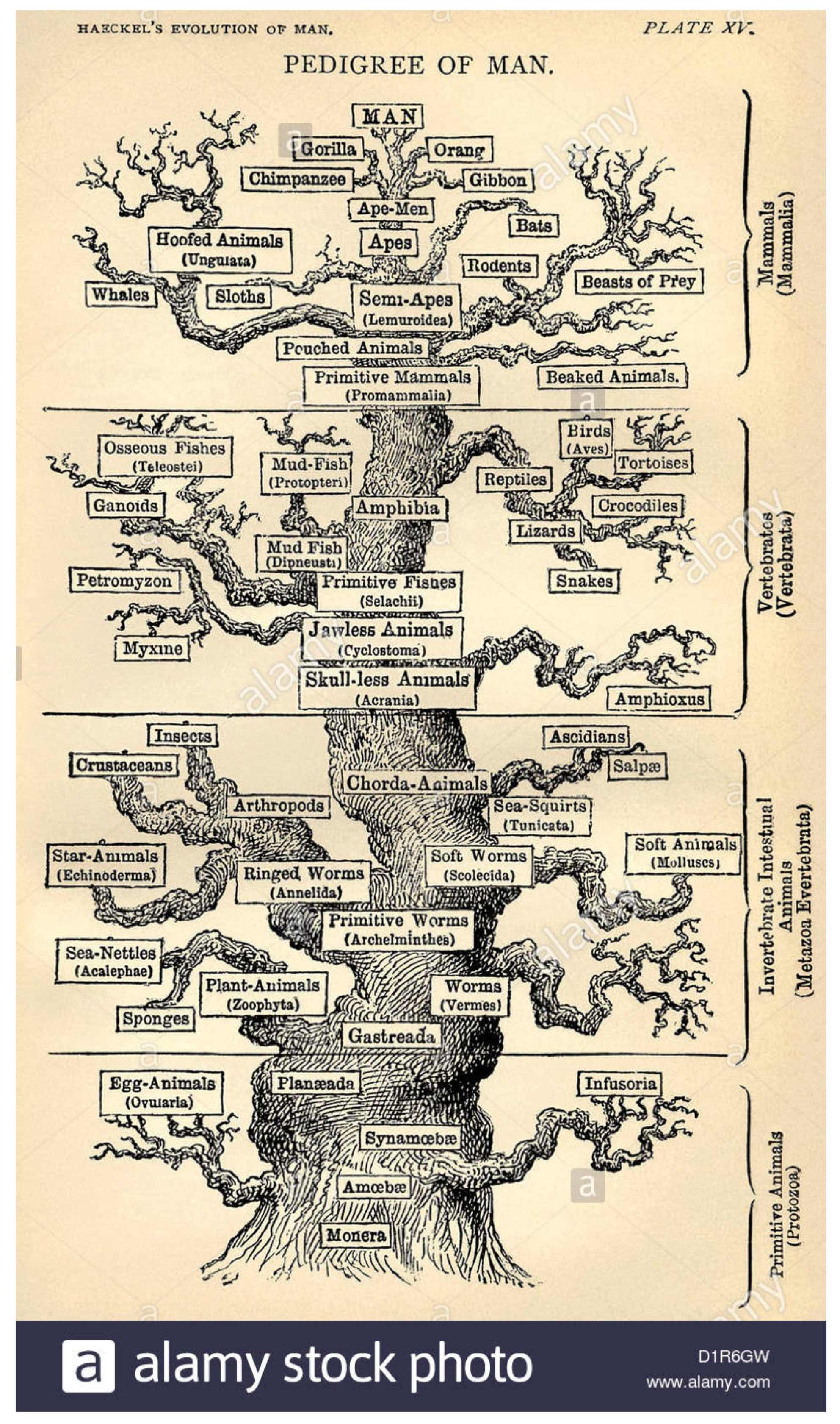 Why did doctrinal religions first appear in the Northern Subtropical Zone?, Evolutionary Human Sciences