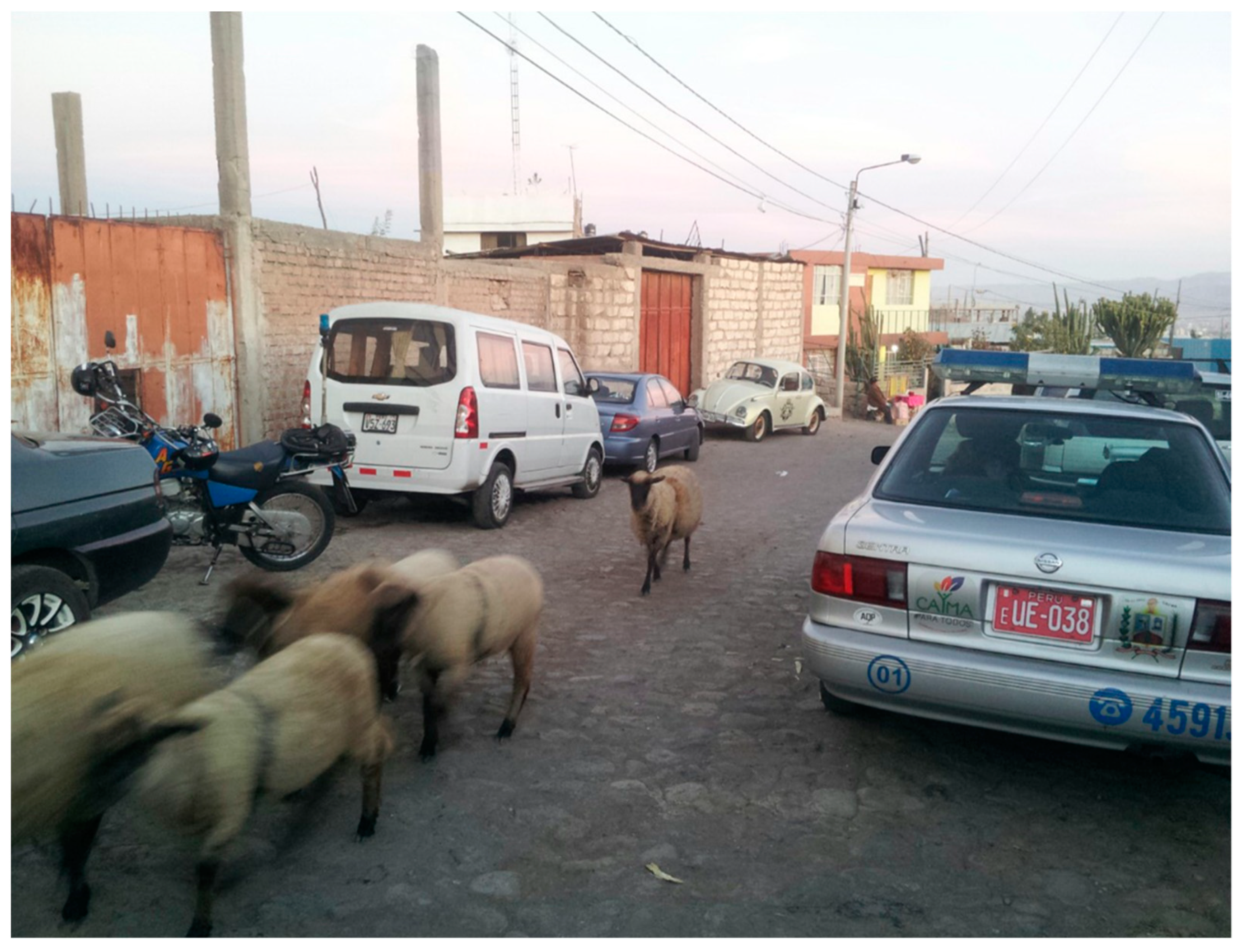 Religions 12 00246 g005