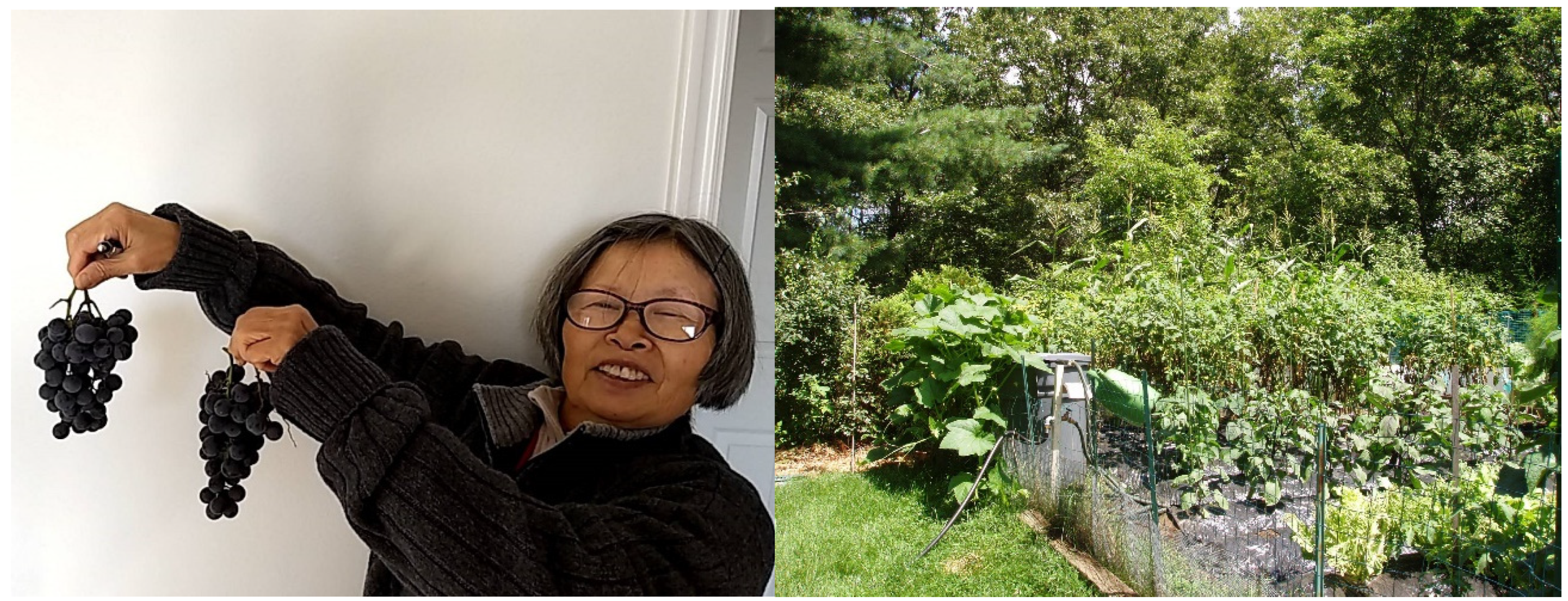 Religions 12 00948 i005