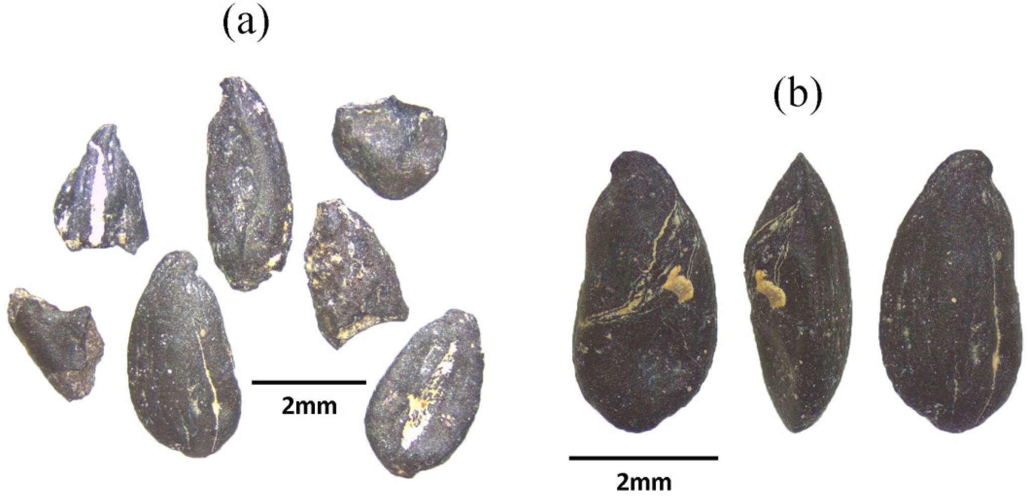 Religions 13 00081 g006