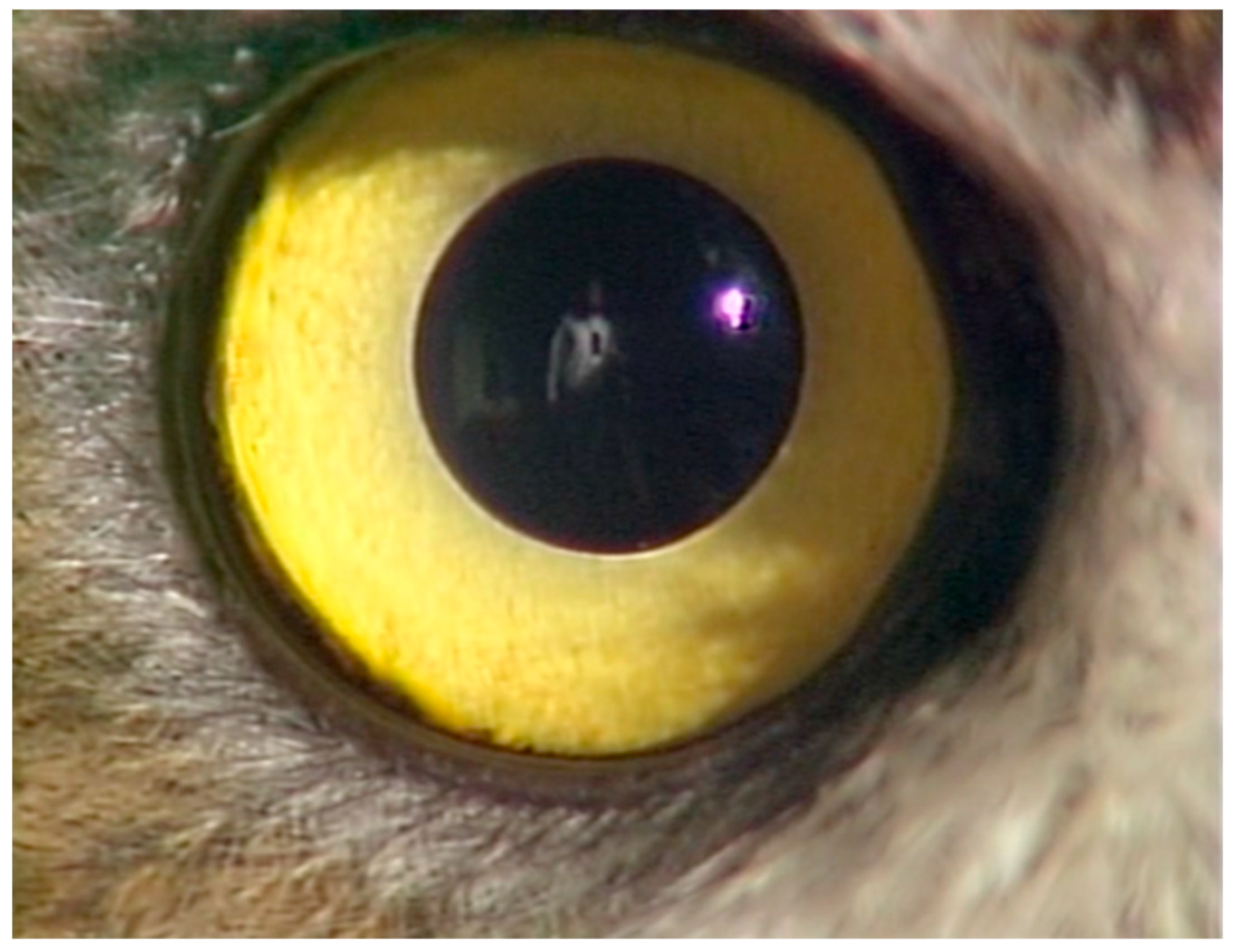 Religions 14 00994 g006 550