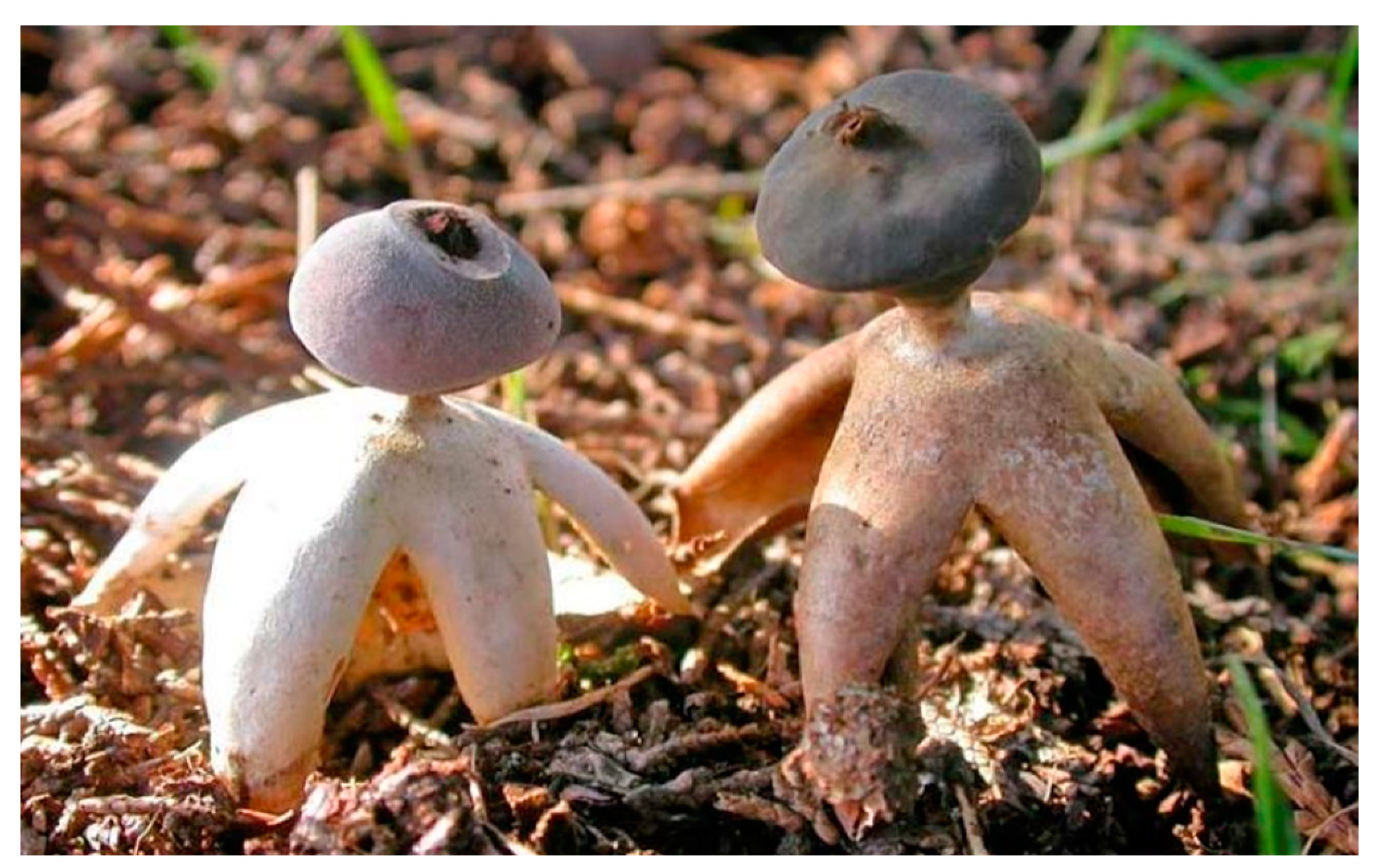 Religions 15 00777 g022