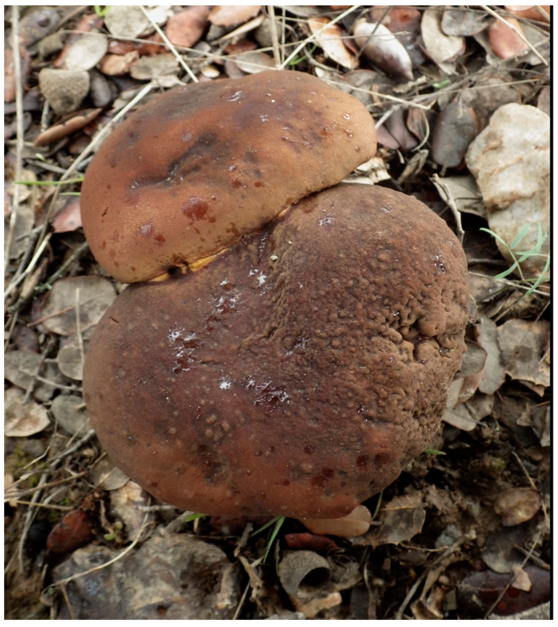 Religions 15 00777 g039