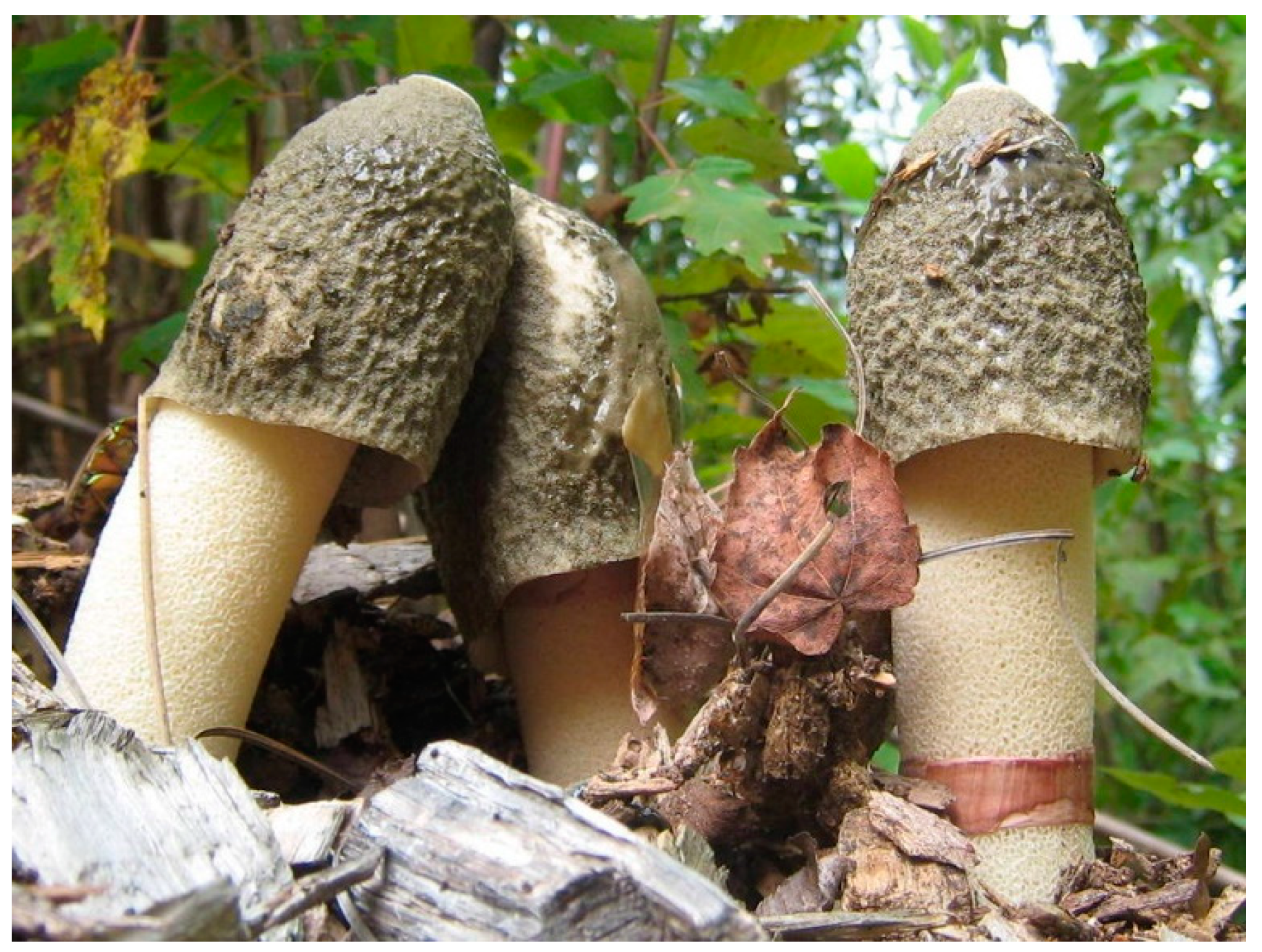 Religions 15 00777 g042