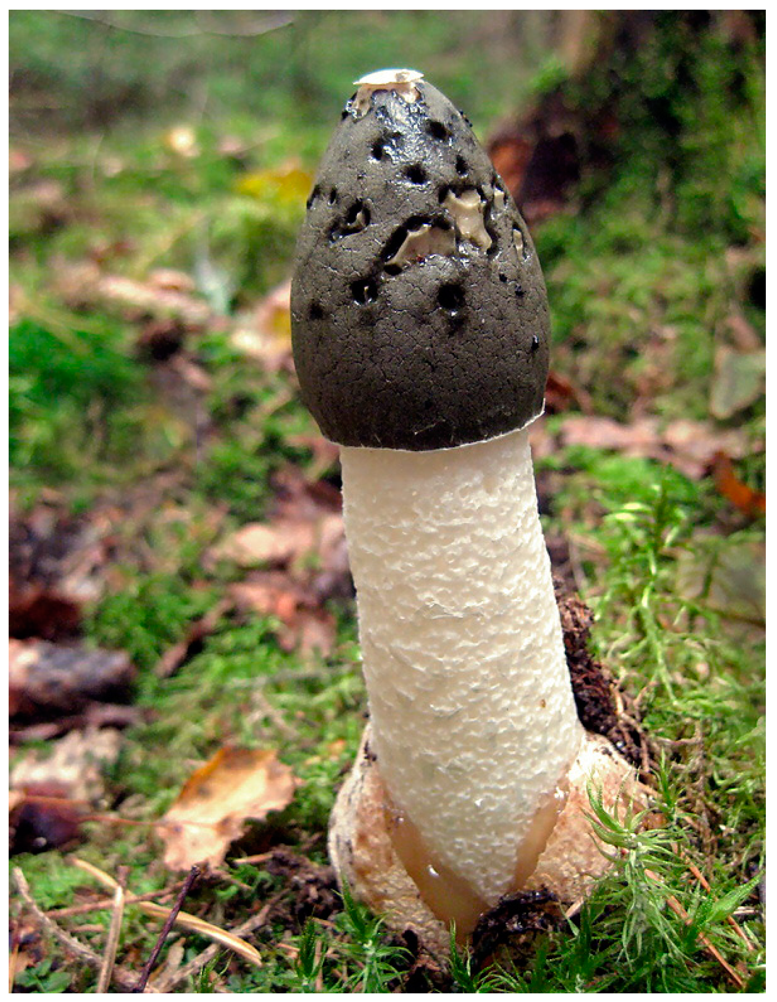 Religions 15 00777 g043