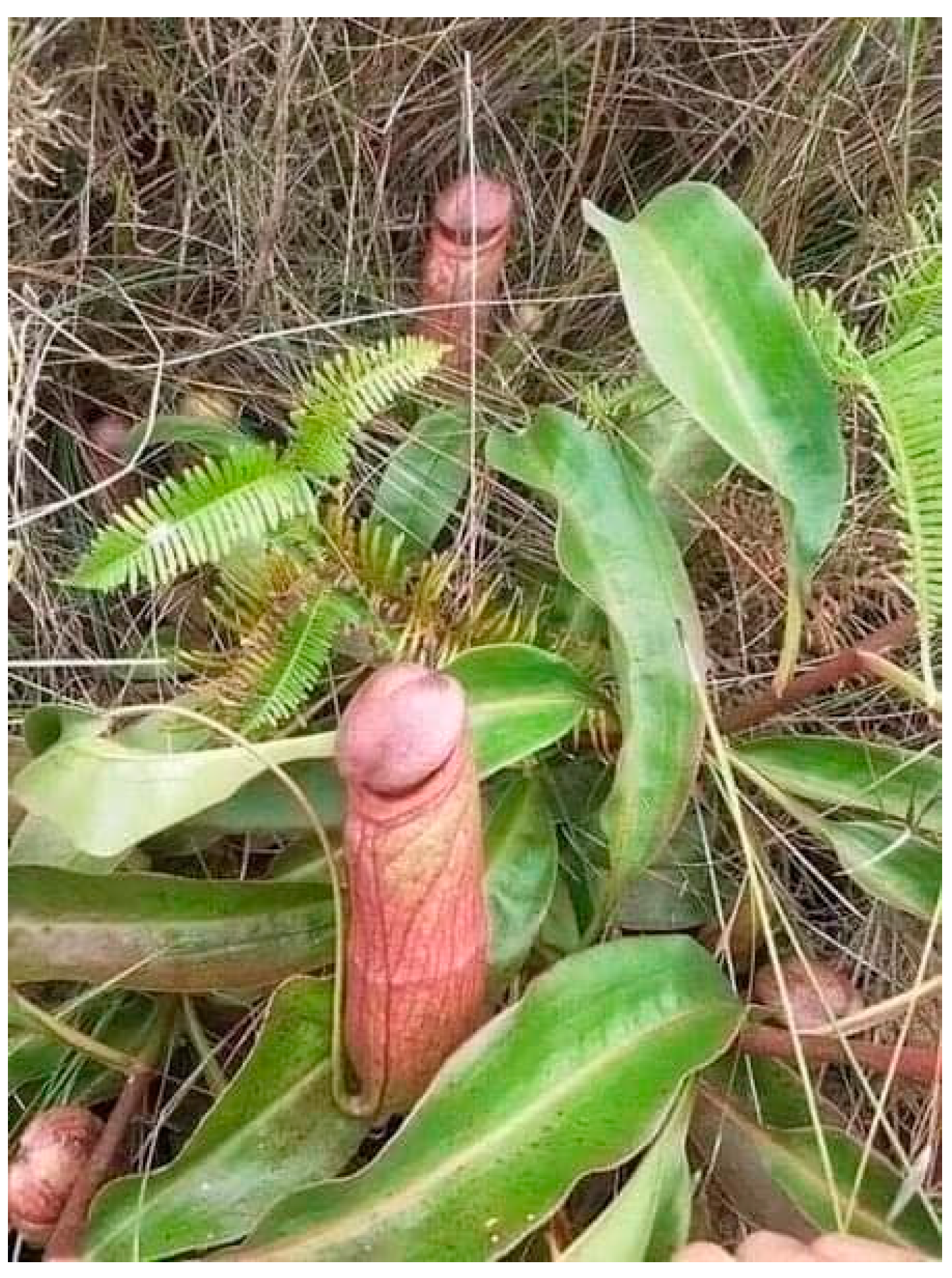 Religions 15 00777 g045