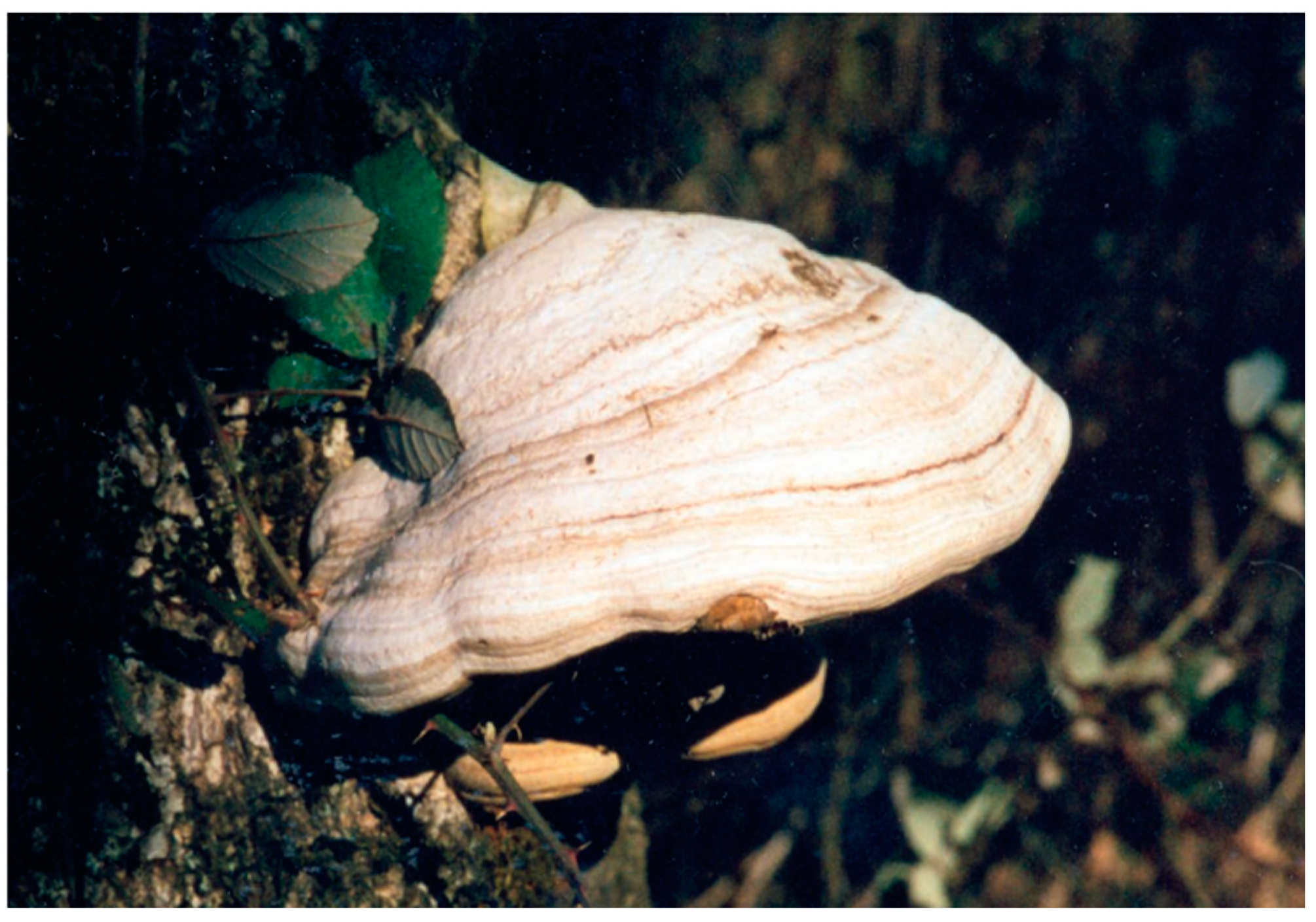 Religions 15 00777 g059