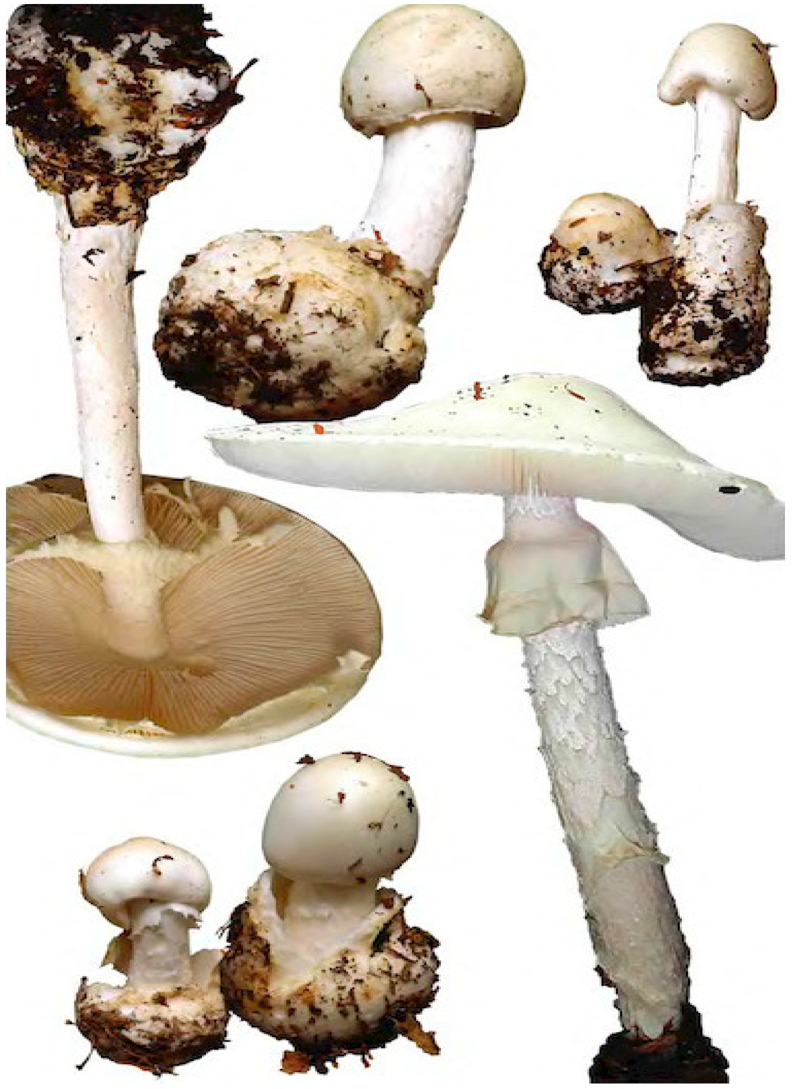 Religions 15 00777 g068