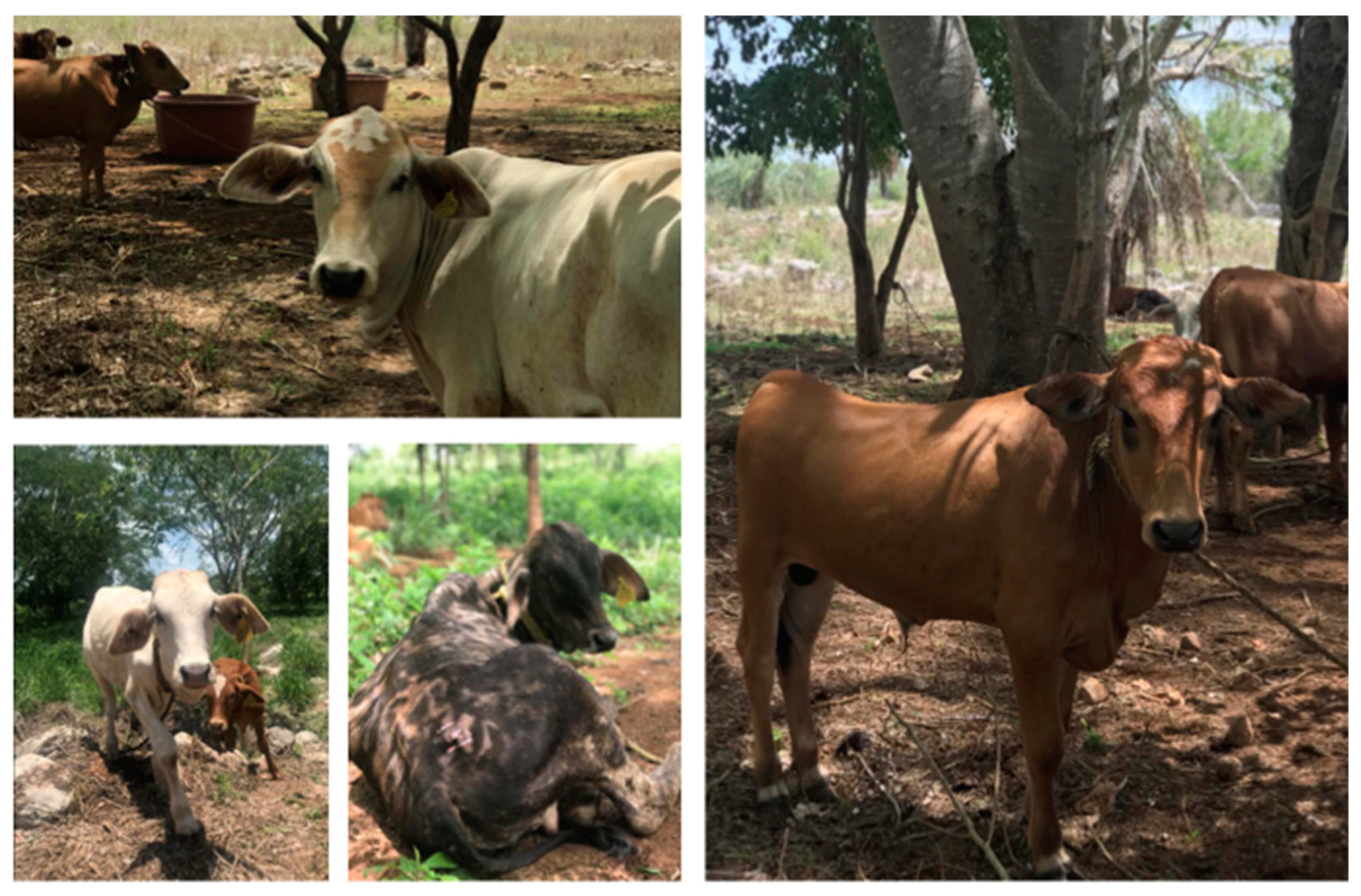 Religions 15 01291 g003