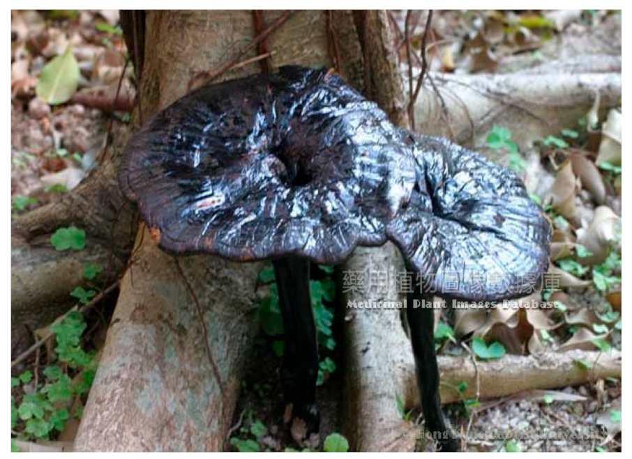 Religions 16 00634 i001