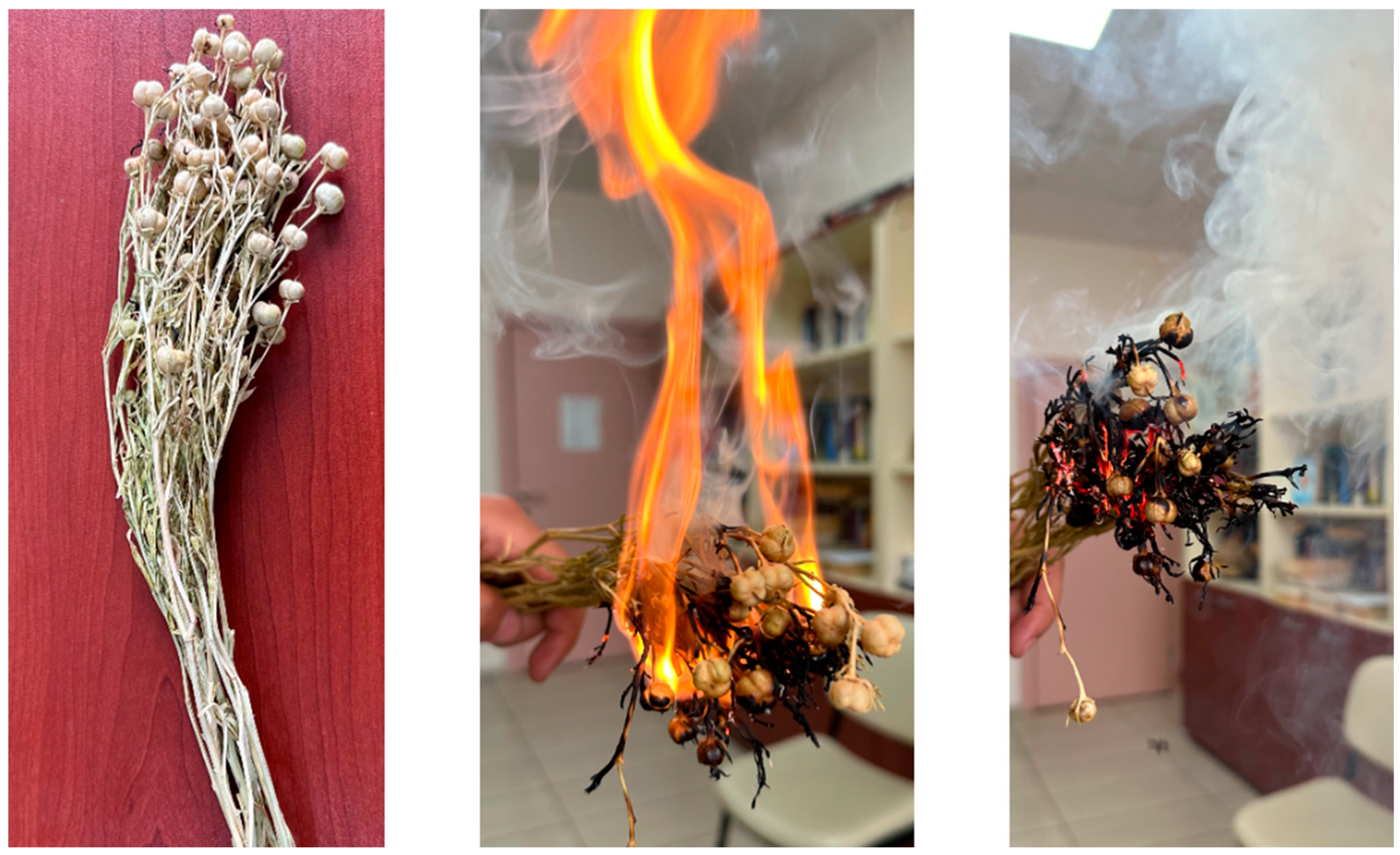 Religions 16 00883 g008