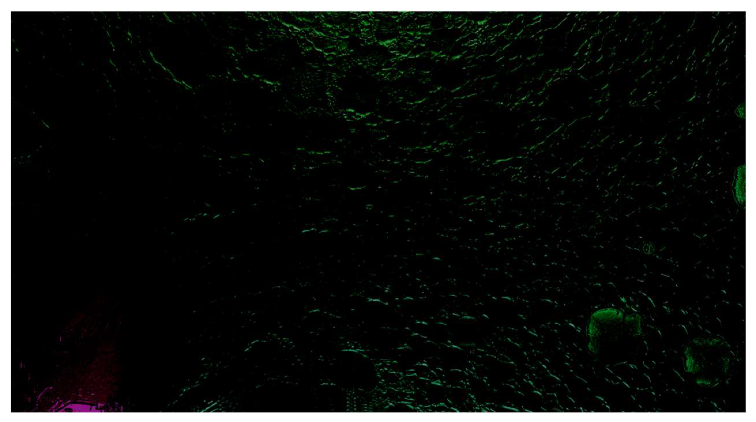 Religions 16 01230 g006