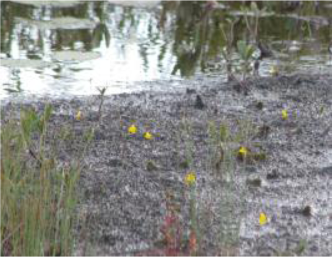 Remotesensing 04 01887i04