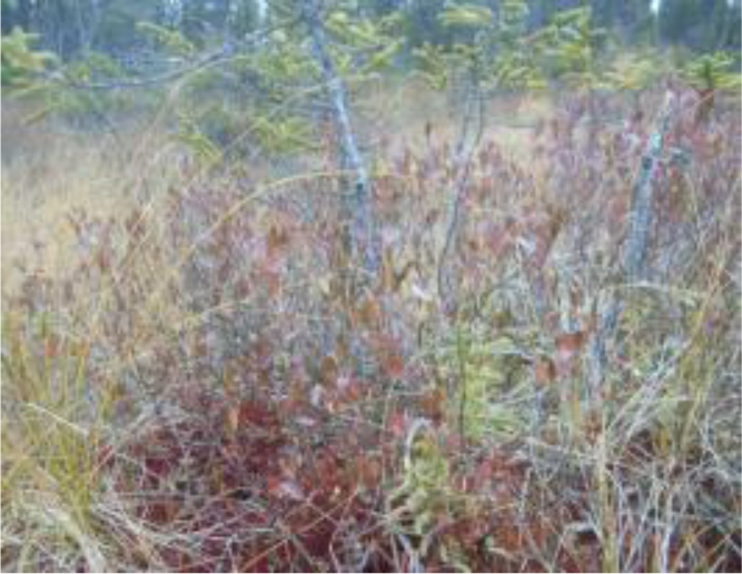 Remotesensing 04 01887i08