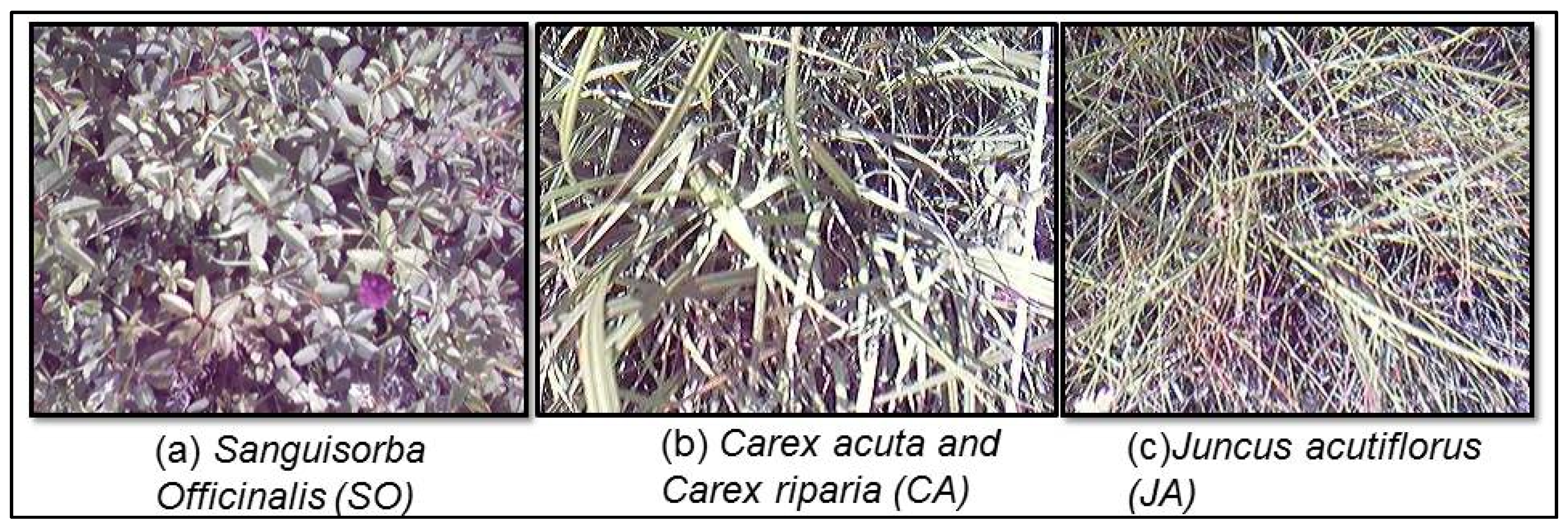 Remotesensing 08 00112 g002