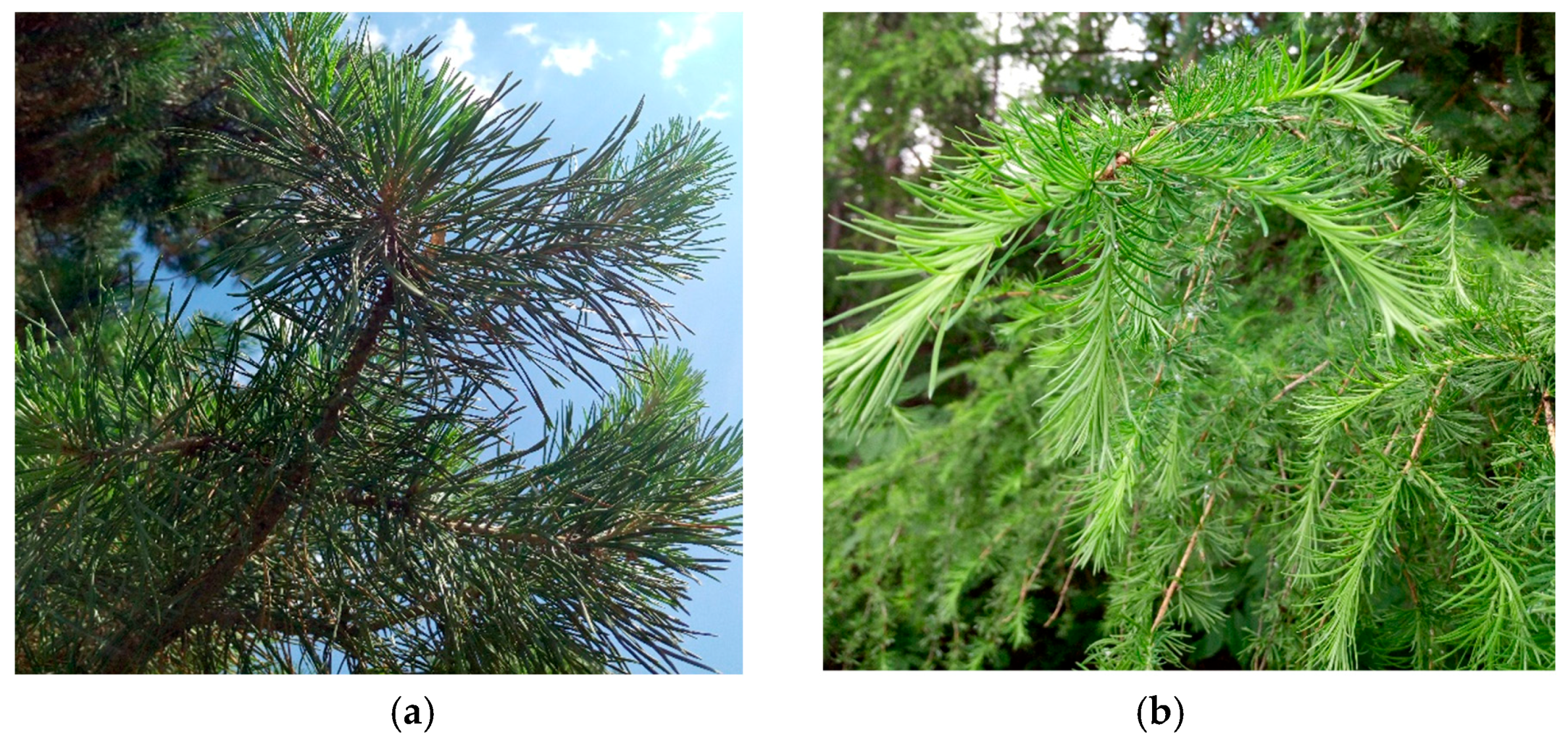 Remotesensing 09 00163 g002