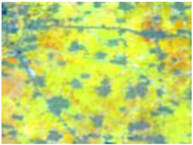 Remotesensing 09 01126 i002