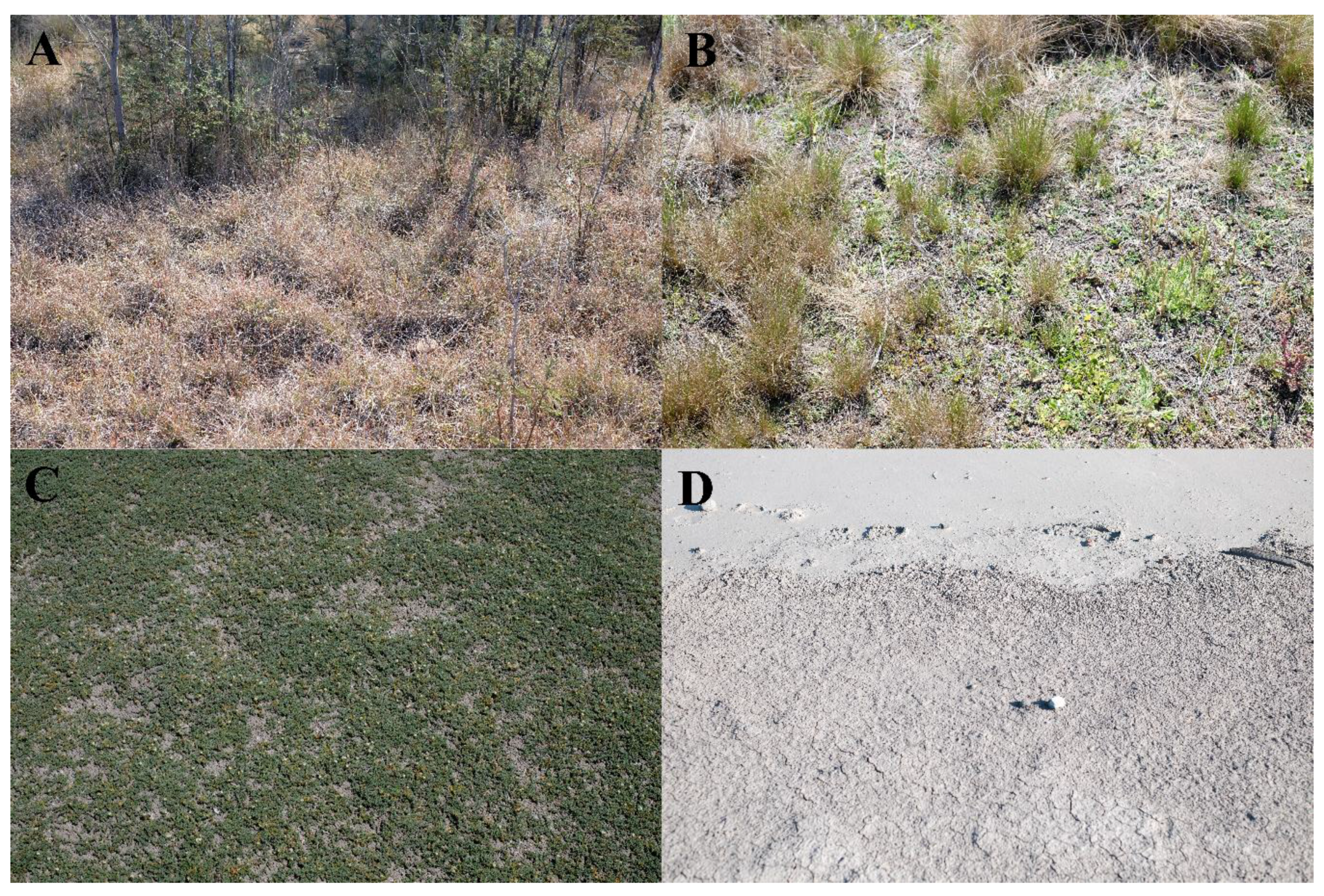 Remotesensing 10 00308 g001 550