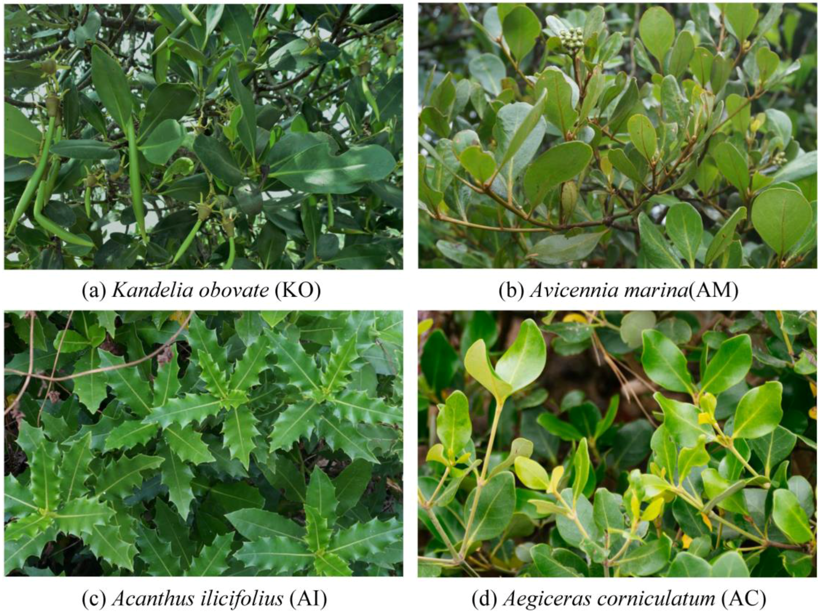 Remotesensing 10 00467 g002 Remotesensing 10 00467 g002