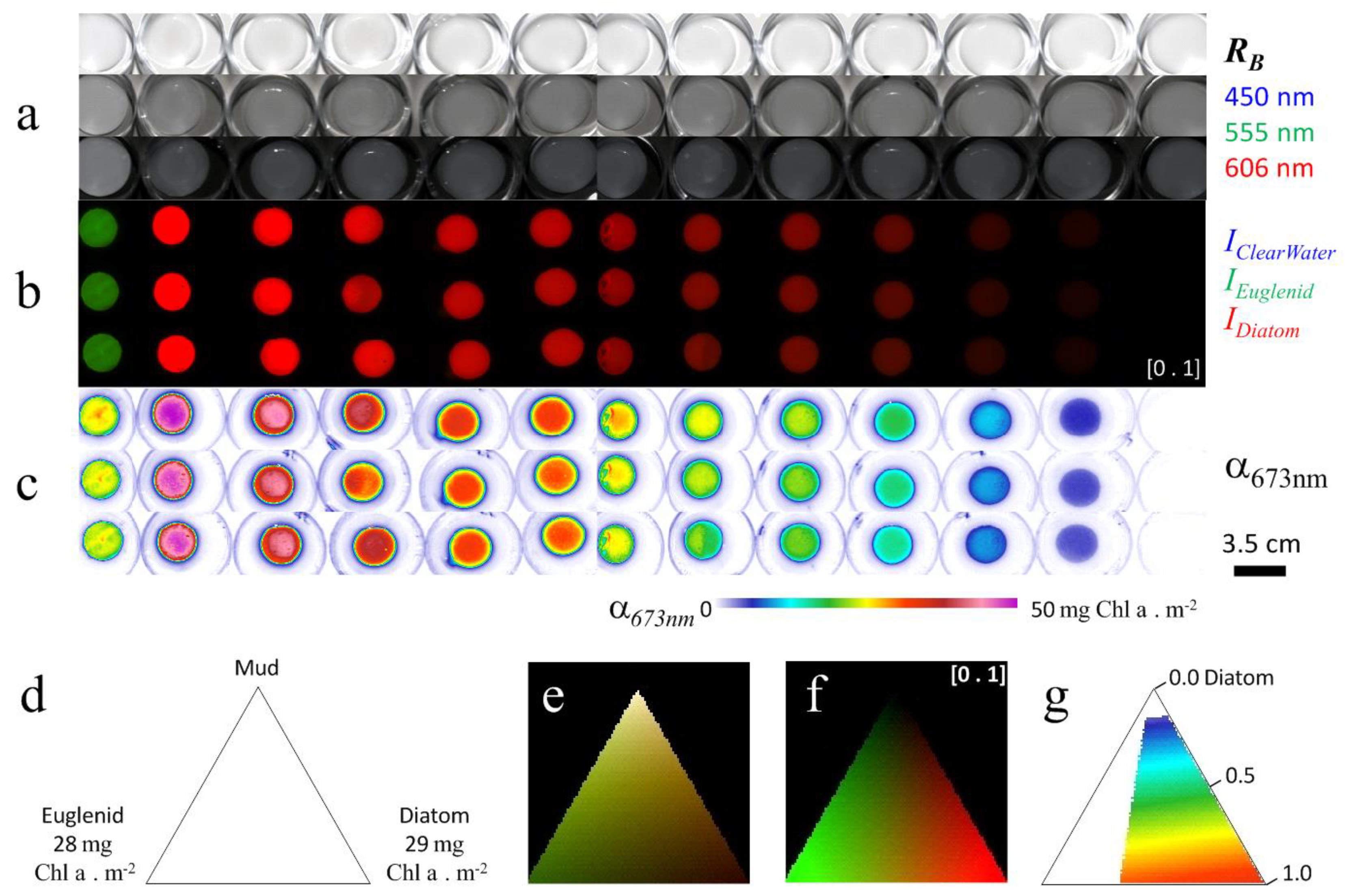 Remote Sensing Free Full Text Microphytobenthos Biomass And