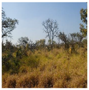 Remotesensing 10 00808 i001