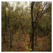 Remotesensing 10 00808 i005