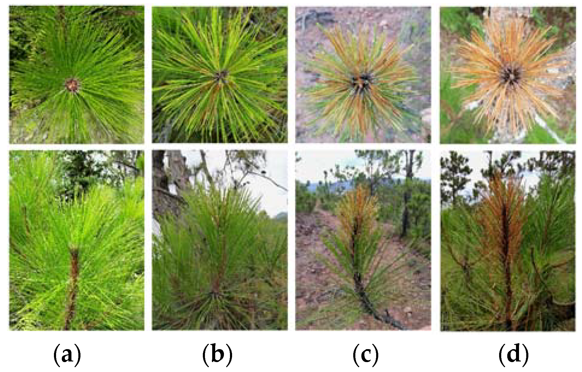 Remotesensing 10 01133 g002