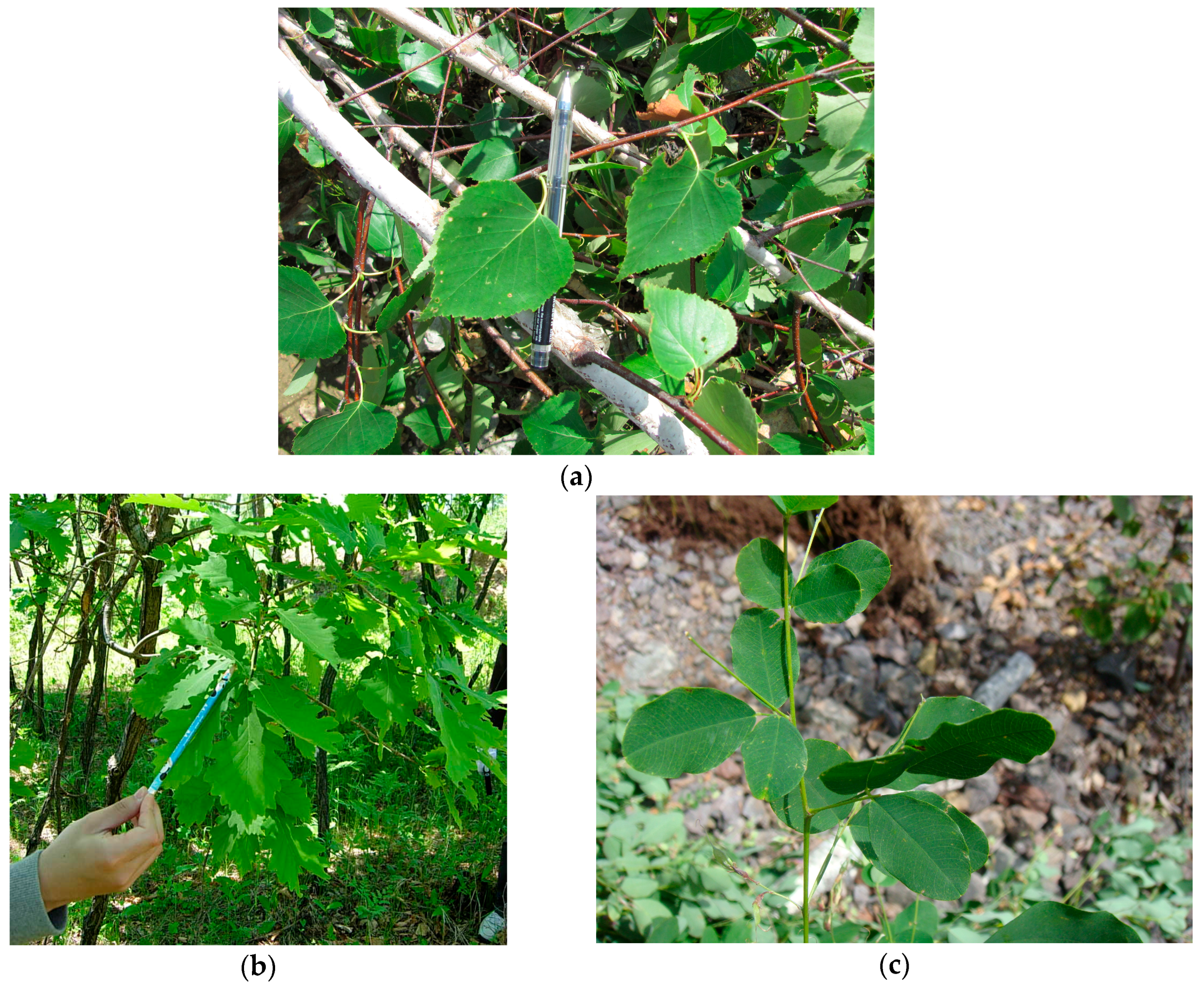 Remotesensing 10 01211 g002