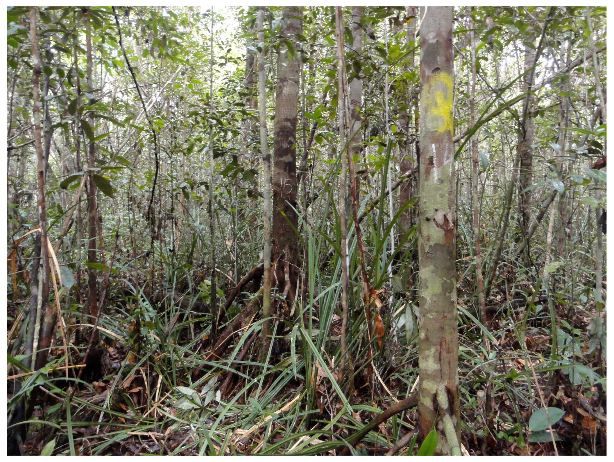 Remotesensing 10 01344 g003 Remotesensing 10 01344 g003