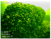 Remotesensing 10 01983 i008