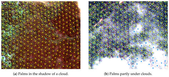 Remote Sensing | Free Full-Text | Large Scale Palm Tree Detection