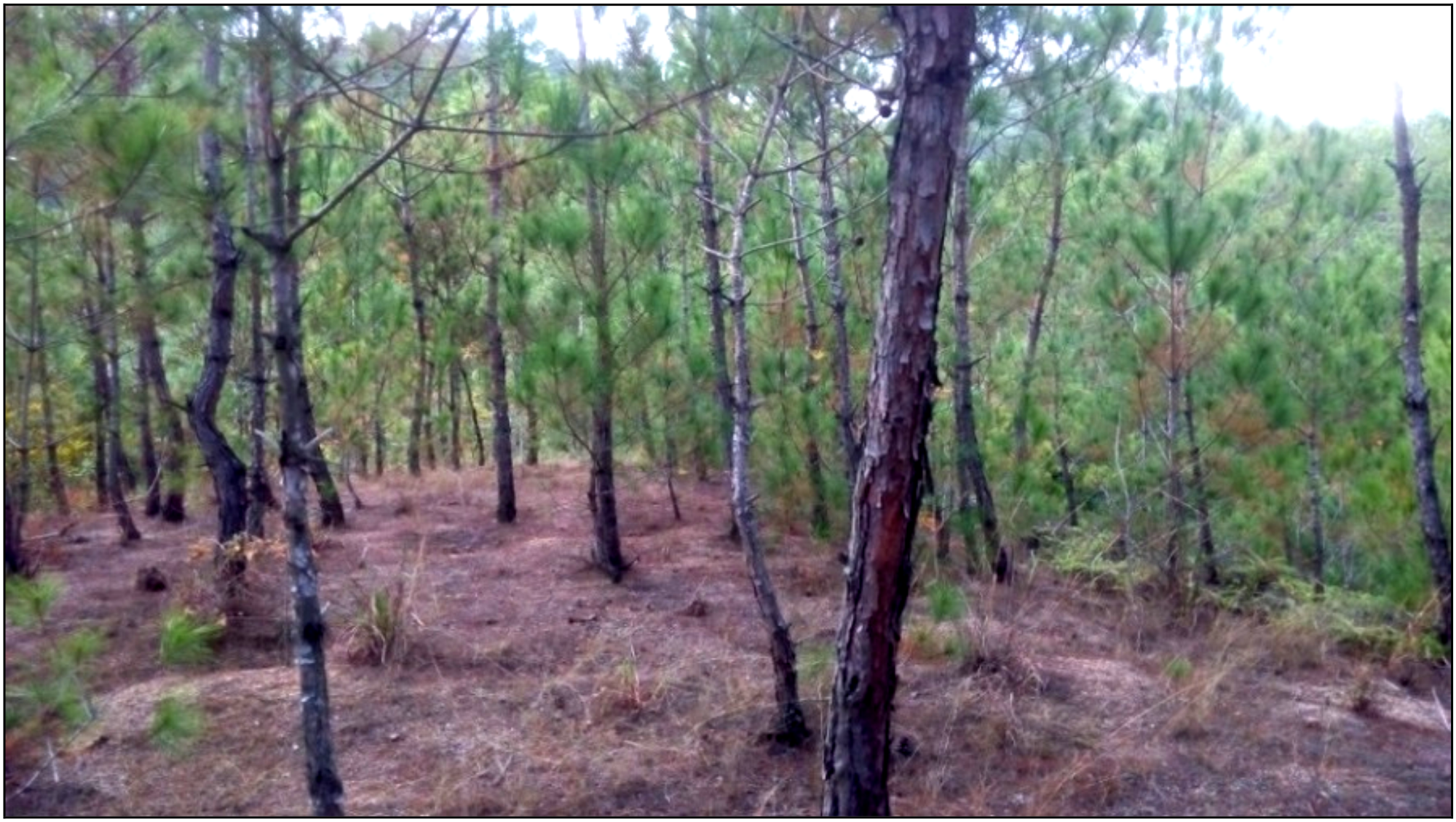 Remotesensing 11 00513 g001 Remotesensing 11 00513 g001