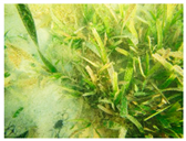 Remotesensing 11 01279 i002