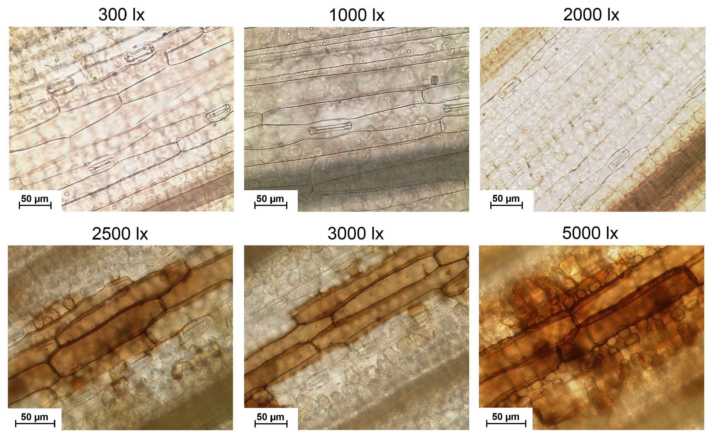 Remotesensing 11 01401 g003